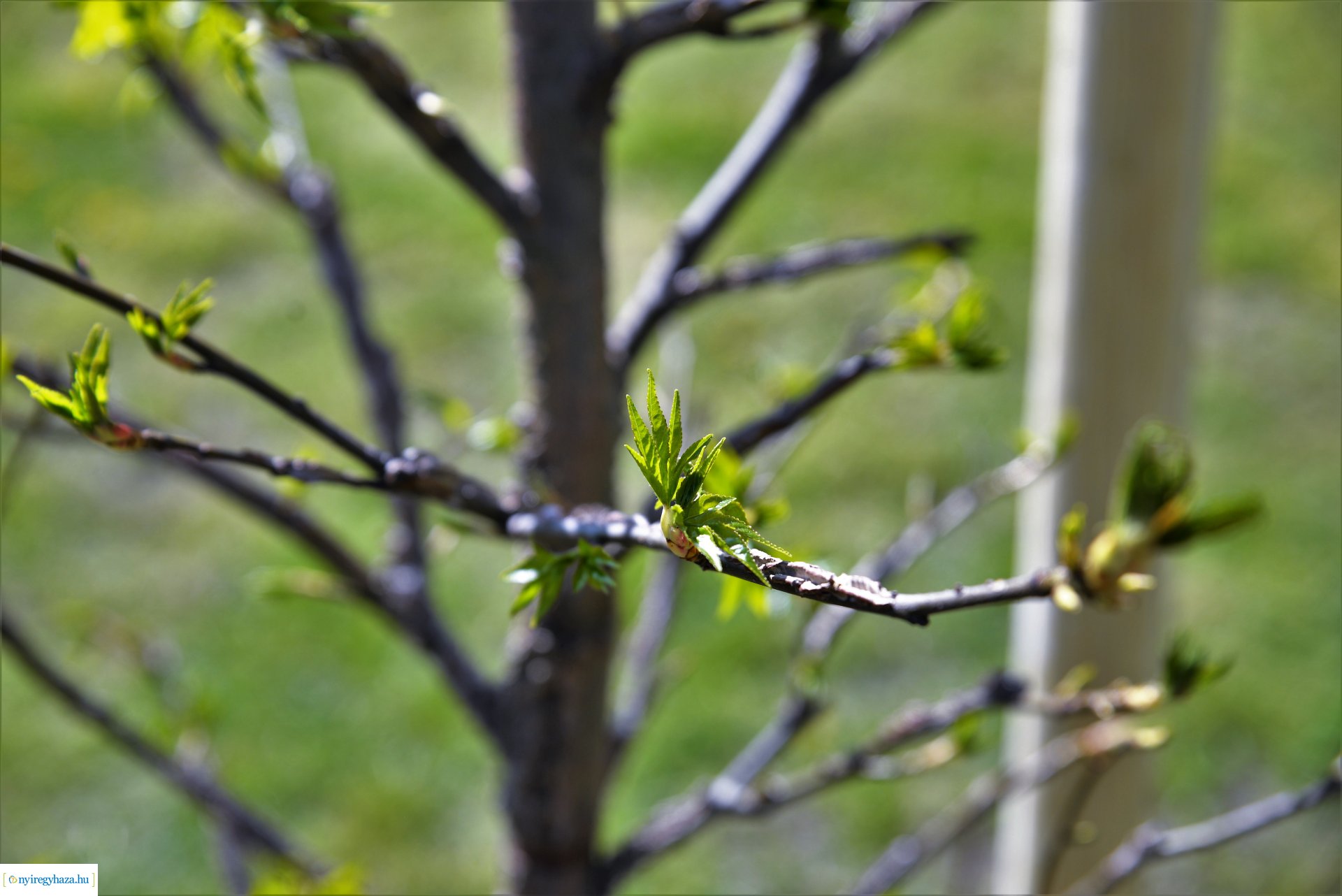 A Dob utcán folytatódik a fásítási program