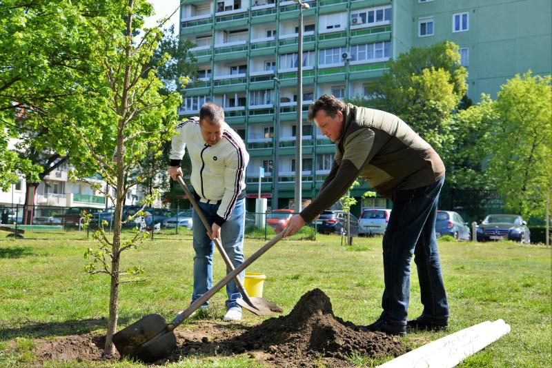 A Dob utcán folytatódik a fásítási program