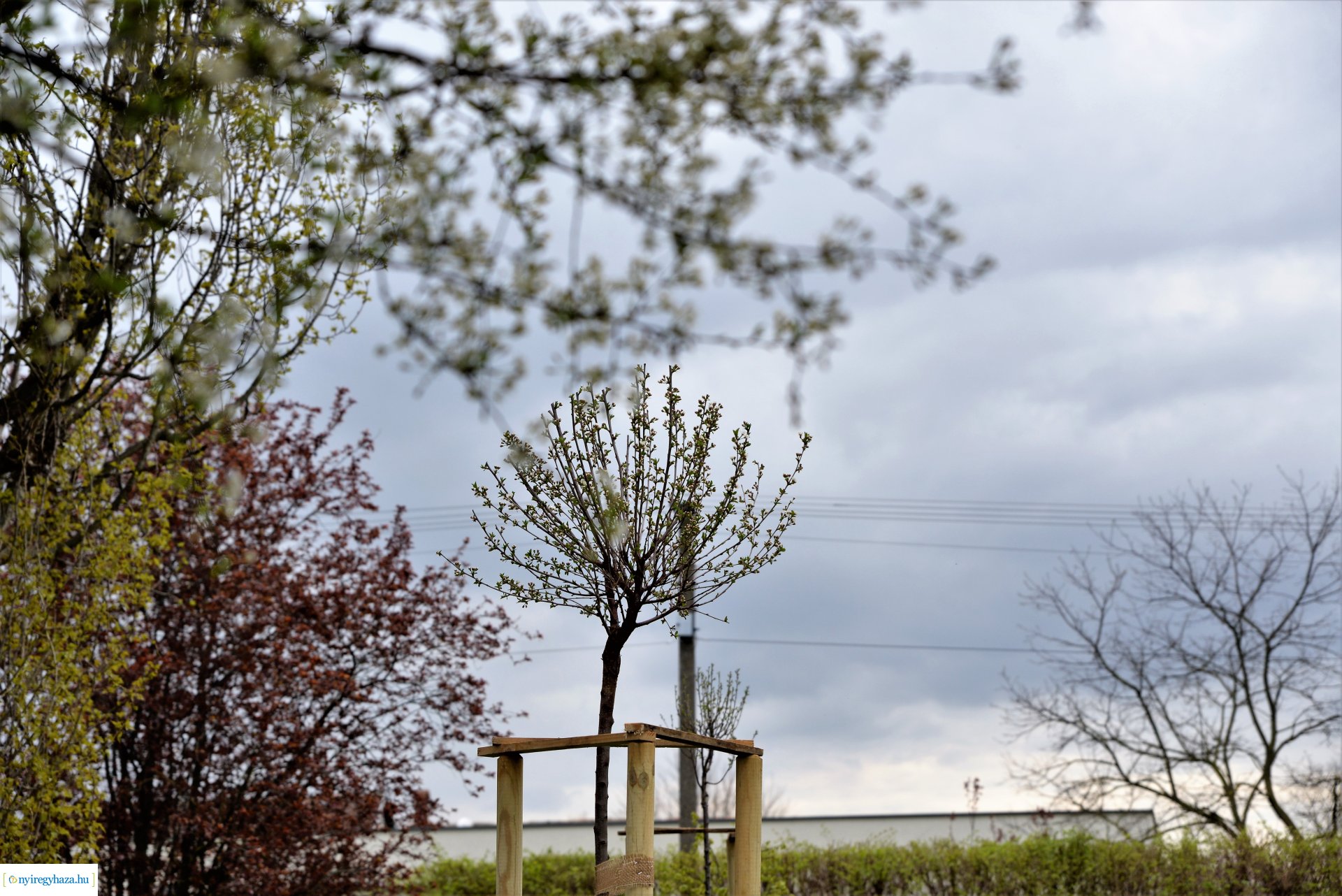 A fásítási program Mandabokorban folytatódik