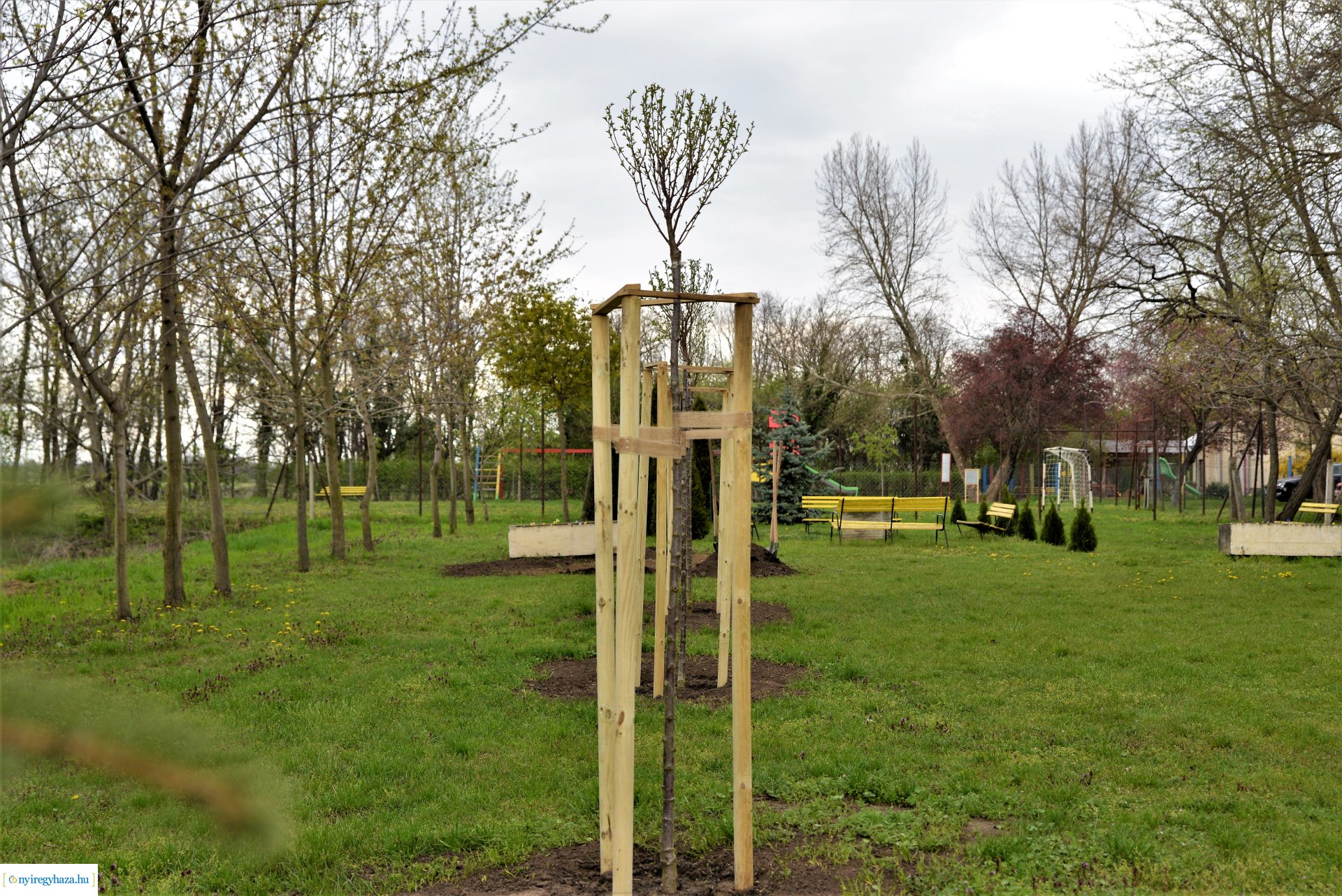 A fásítási program Mandabokorban folytatódik