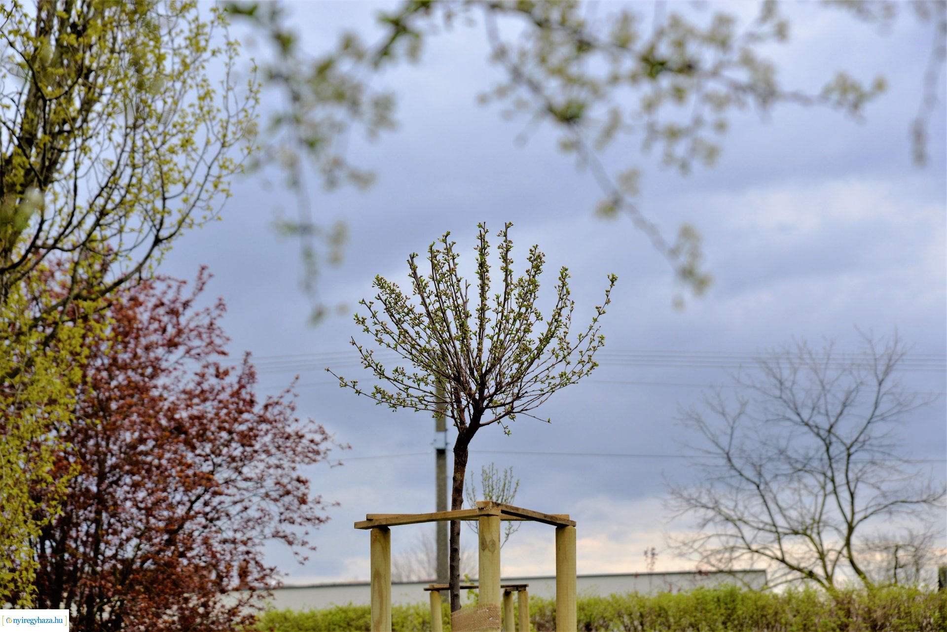 A fásítási program Mandabokorban folytatódik
