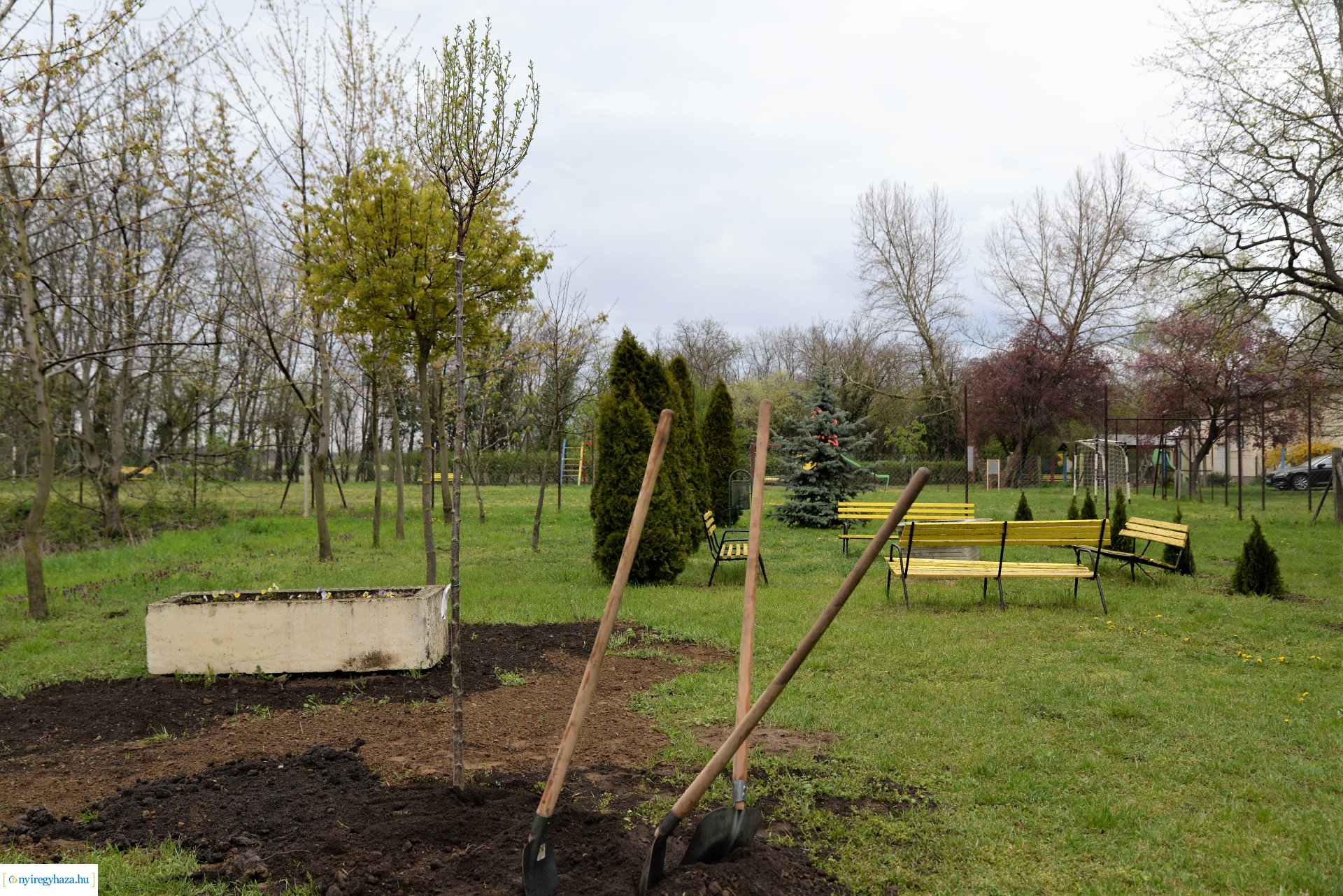 A fásítási program Mandabokorban folytatódik