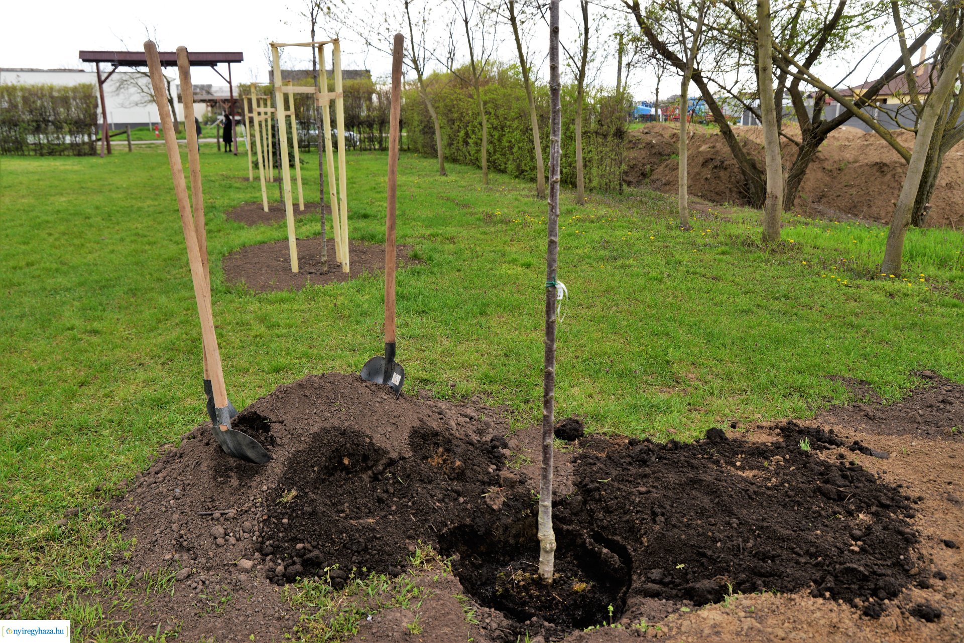 A fásítási program Mandabokorban folytatódik