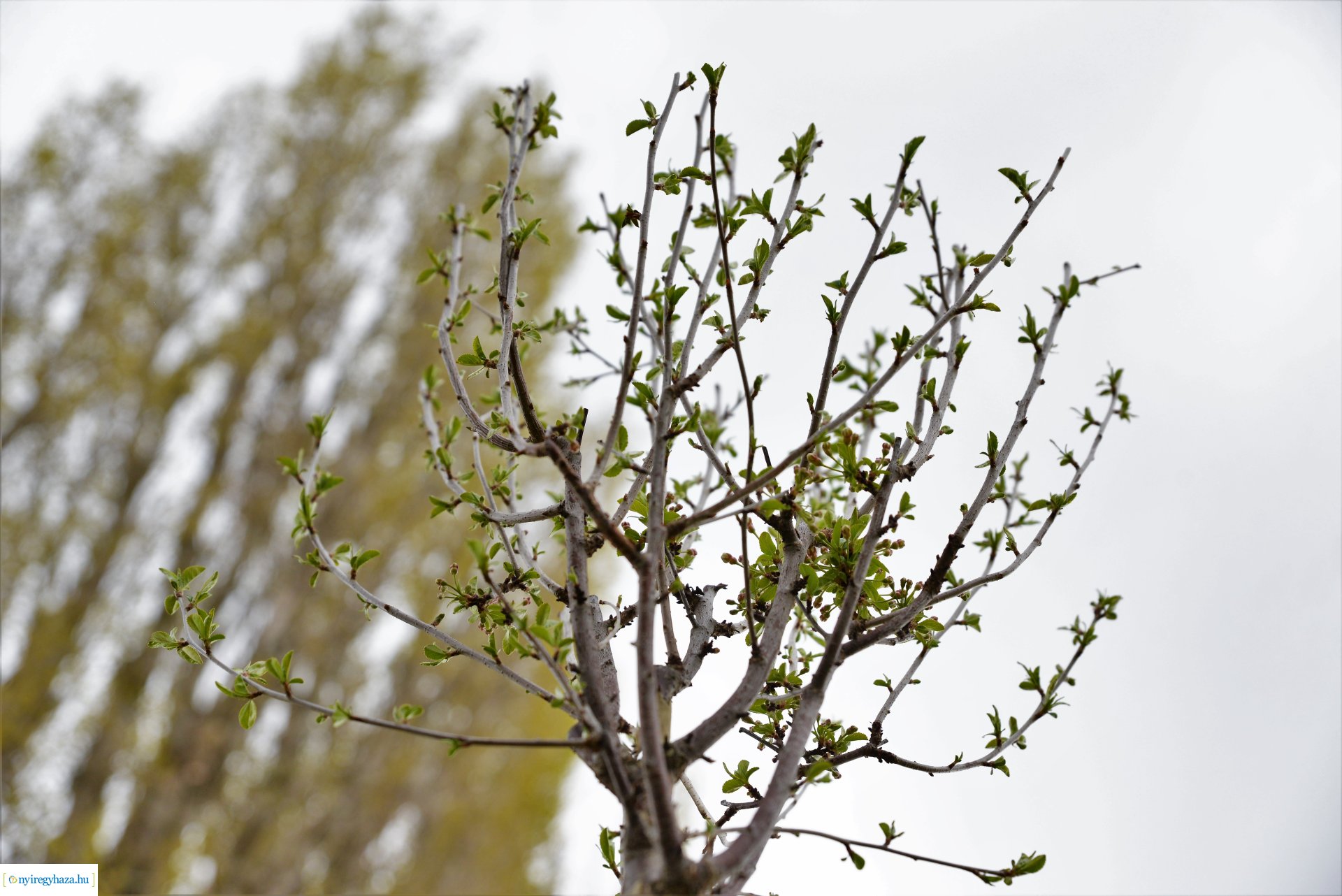 A fásítási program Mandabokorban folytatódik