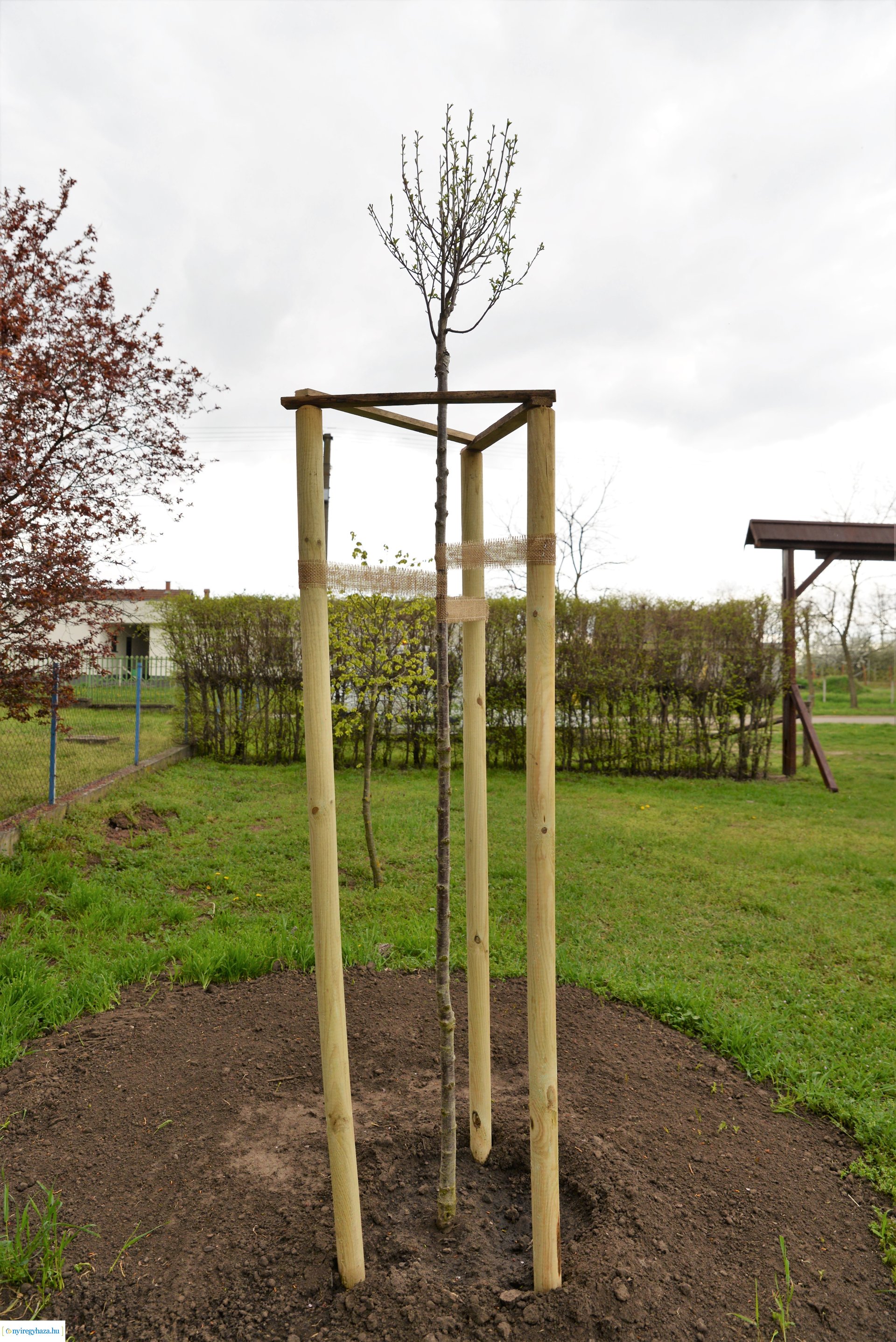 A fásítási program Mandabokorban folytatódik