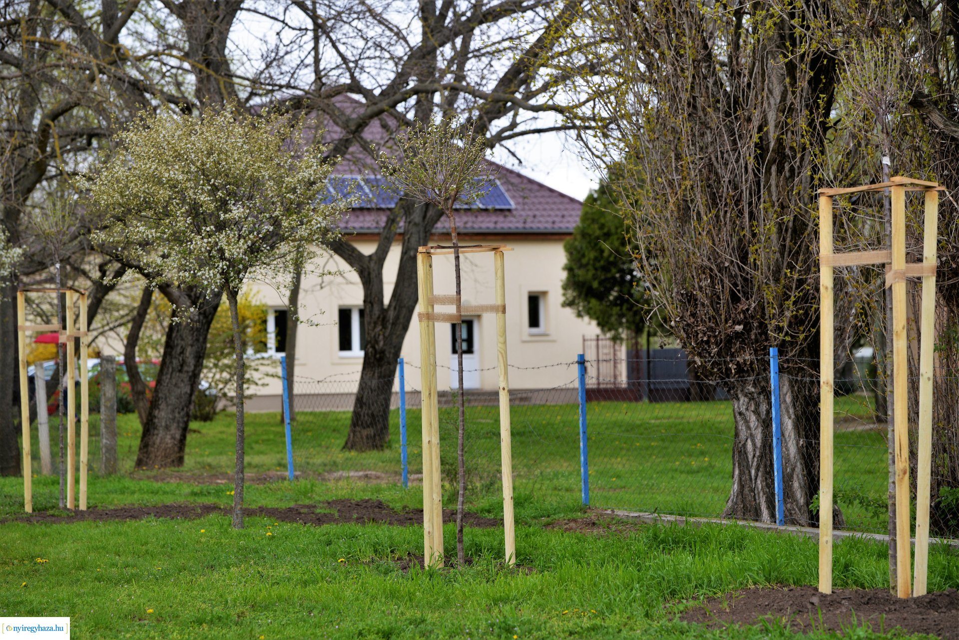 A fásítási program Mandabokorban folytatódik