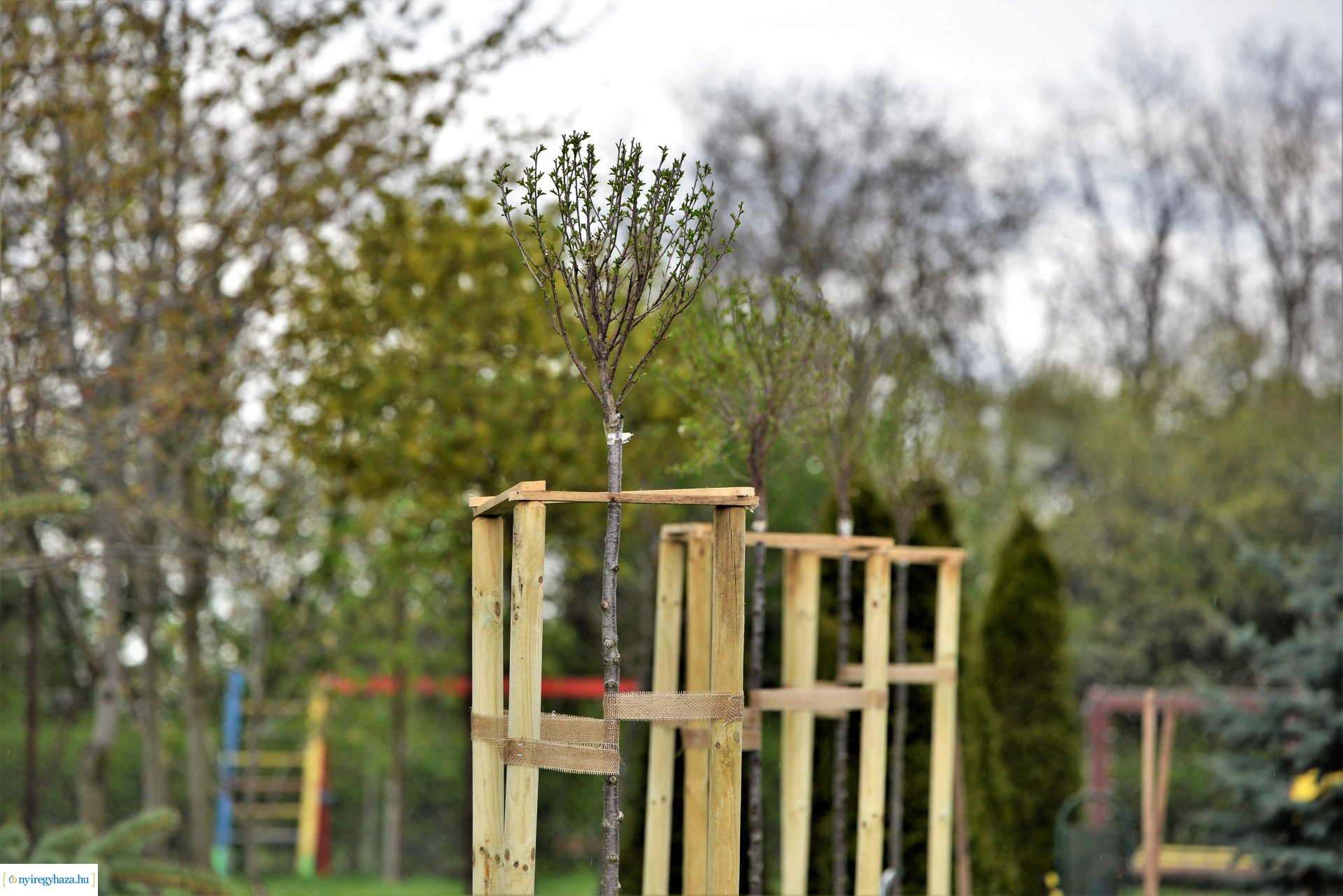 A fásítási program Mandabokorban folytatódik