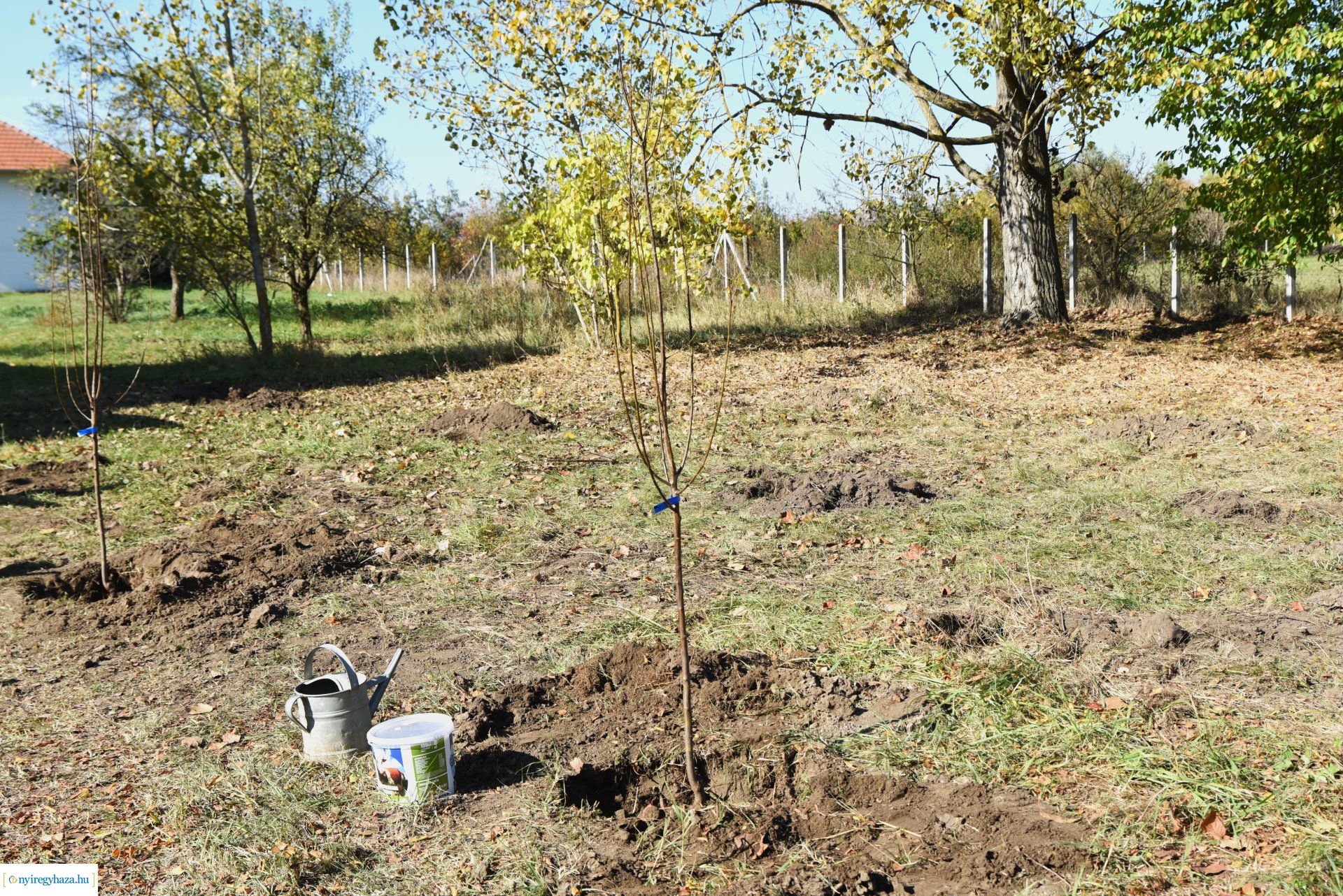 A HÜBNER-H Kft. felajánlása - faültetés a Sóstói Múzeumfaluban 