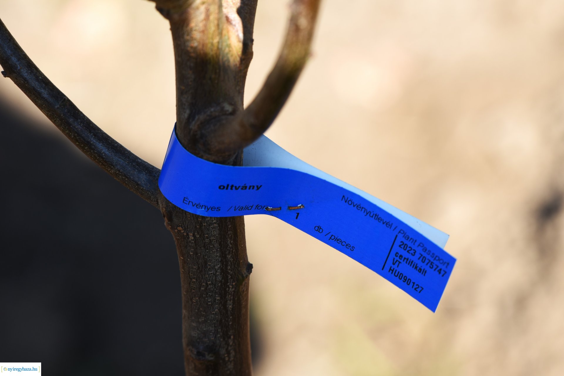 A HÜBNER-H Kft. felajánlása - faültetés a Sóstói Múzeumfaluban 