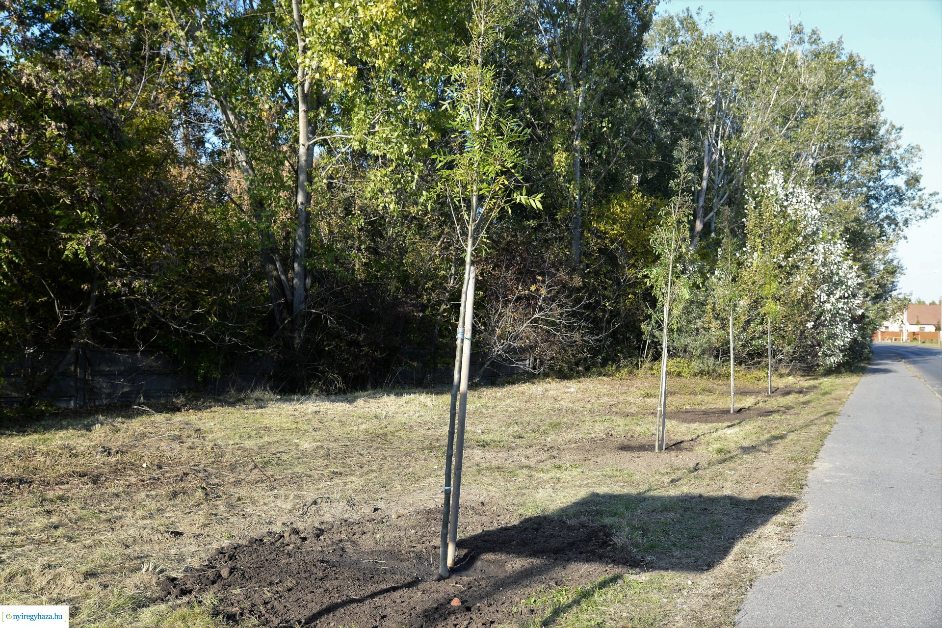 A Kállói úton folytatódik a fásítási program