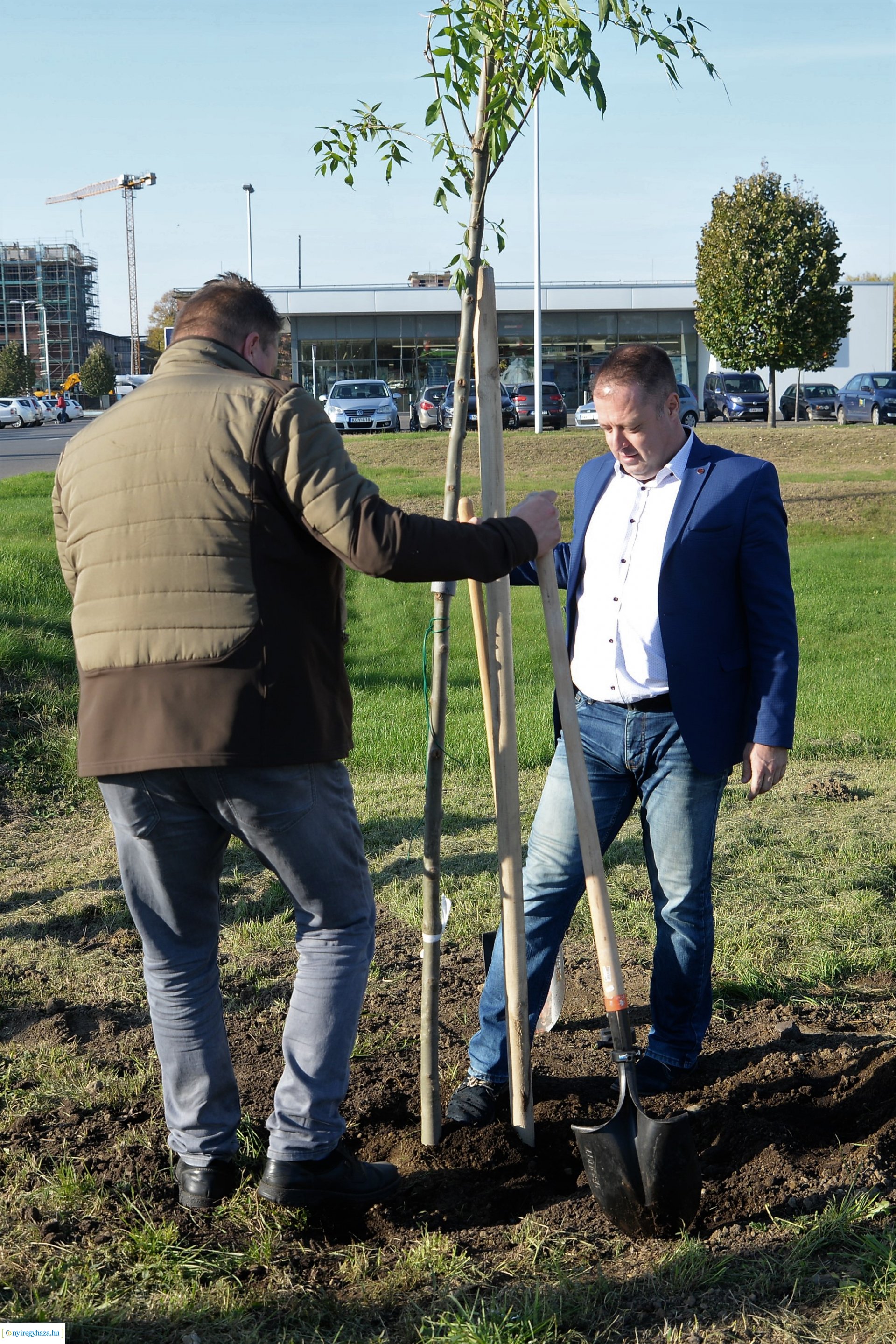 A Kállói úton folytatódik a fásítási program