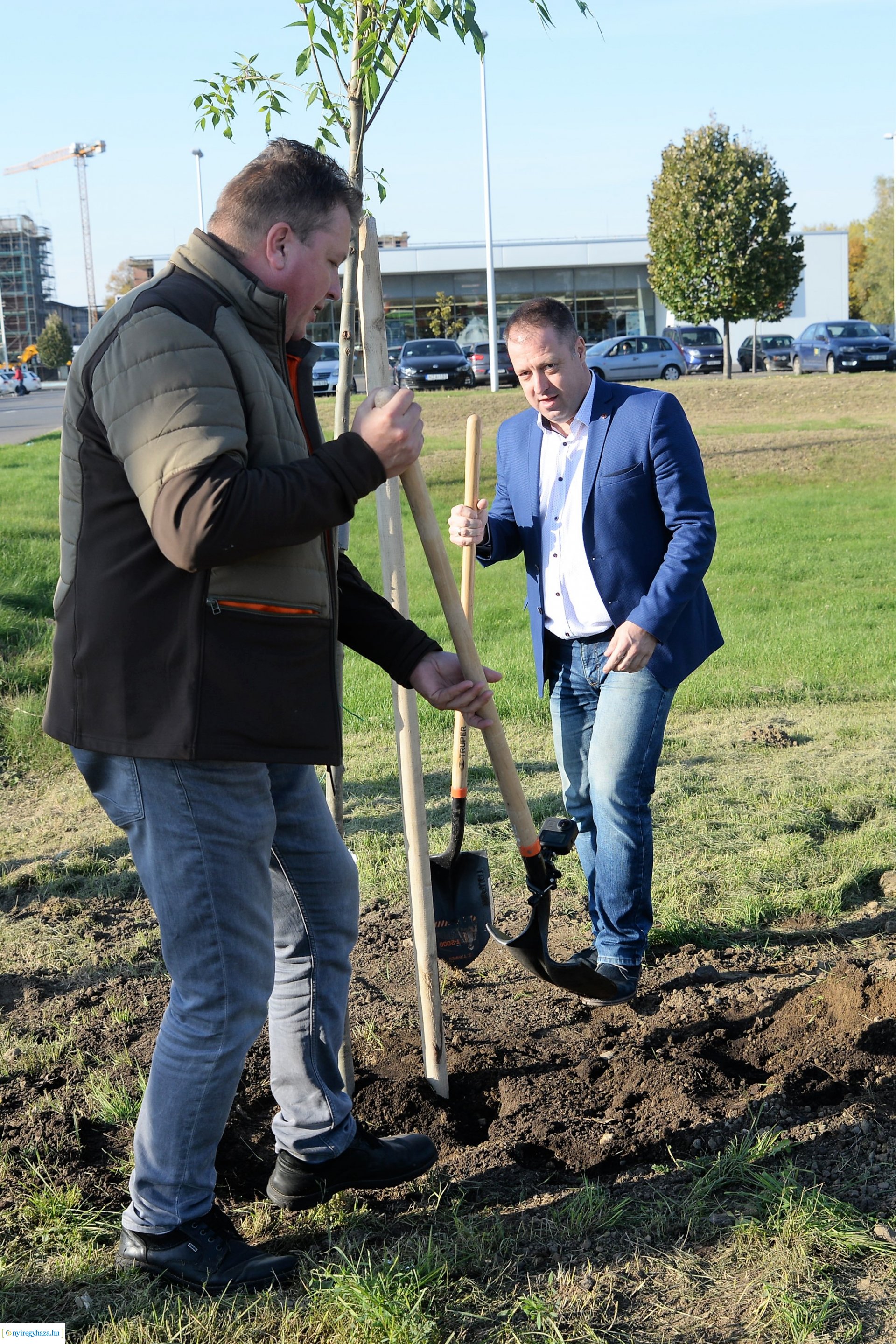 A Kállói úton folytatódik a fásítási program