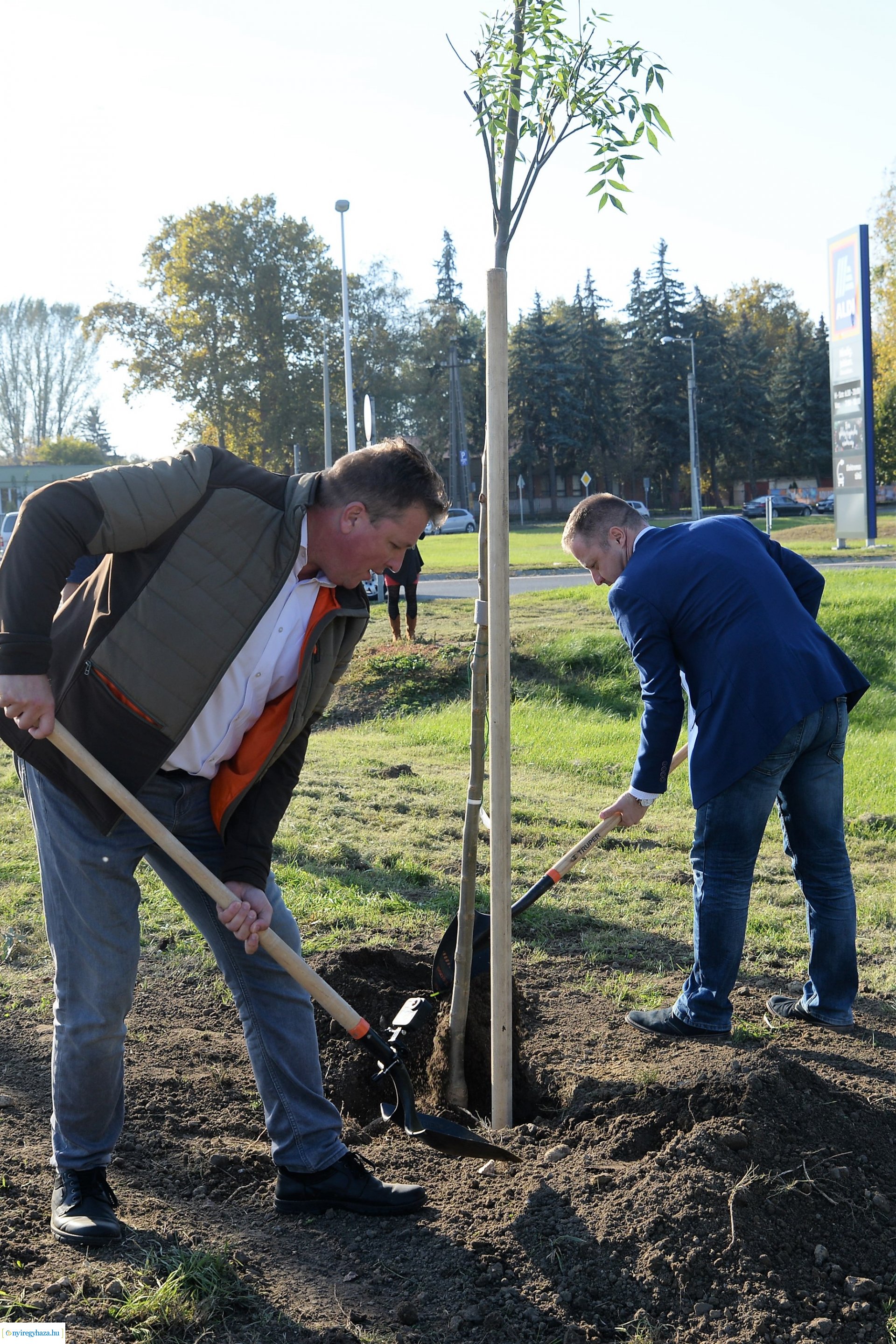 A Kállói úton folytatódik a fásítási program