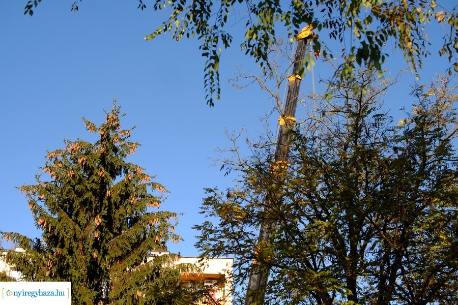 A karácsonyfa útja 2022