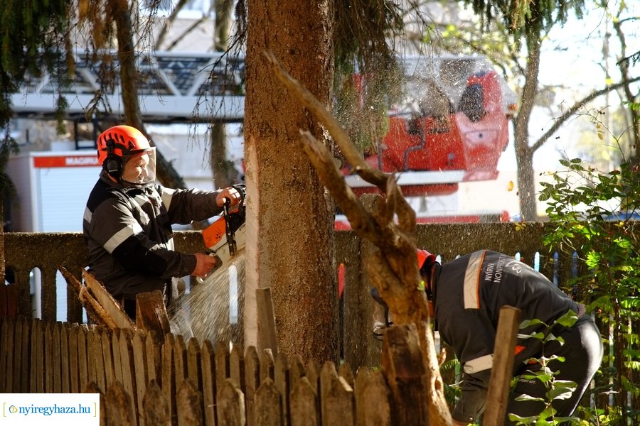 A karácsonyfa útja 2022