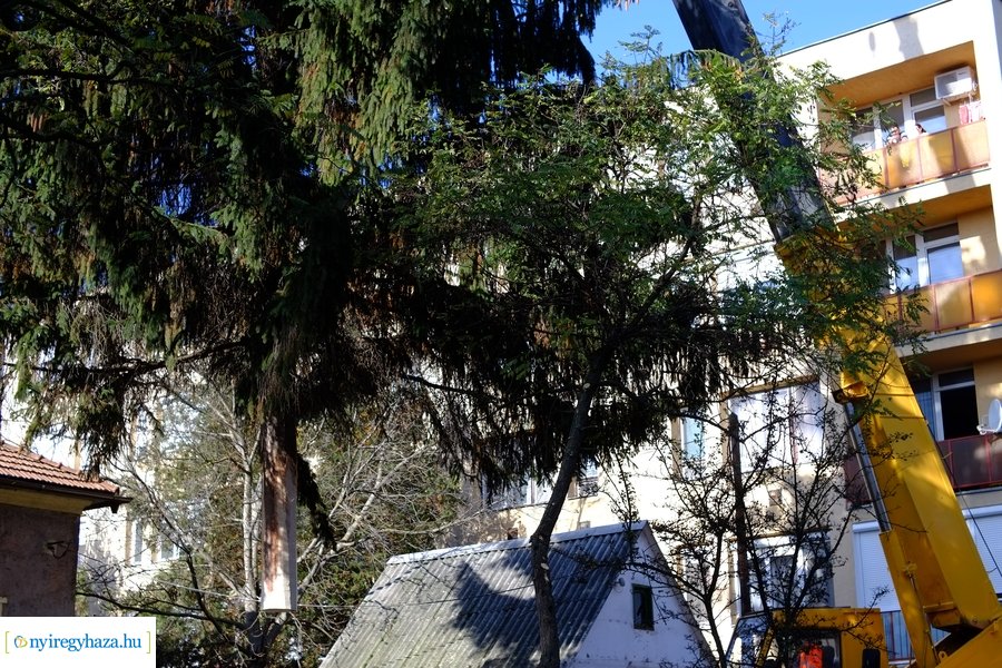 A karácsonyfa útja 2022