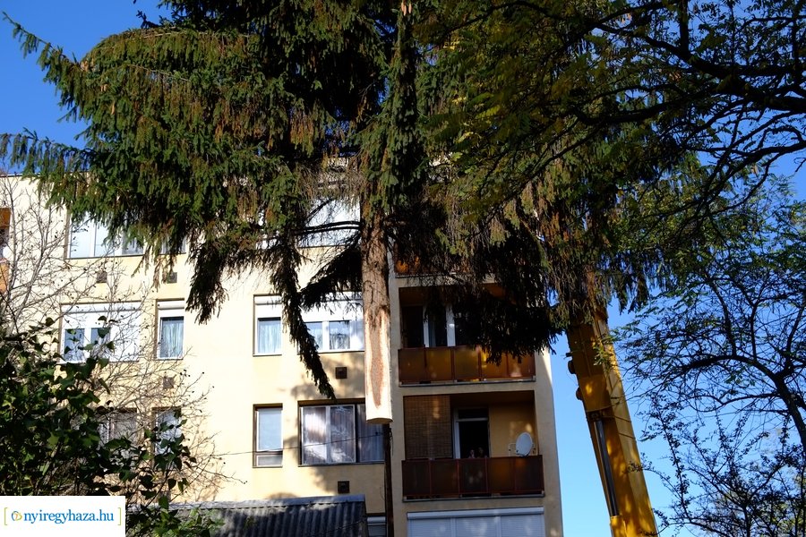 A karácsonyfa útja 2022