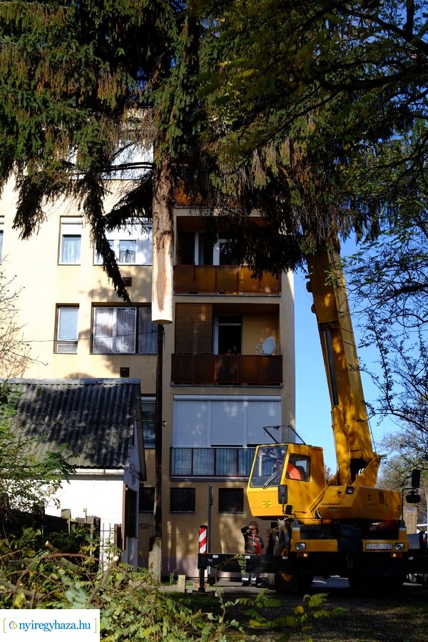 A karácsonyfa útja 2022