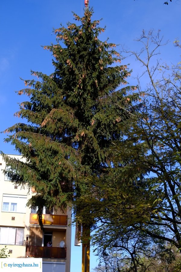 A karácsonyfa útja 2022