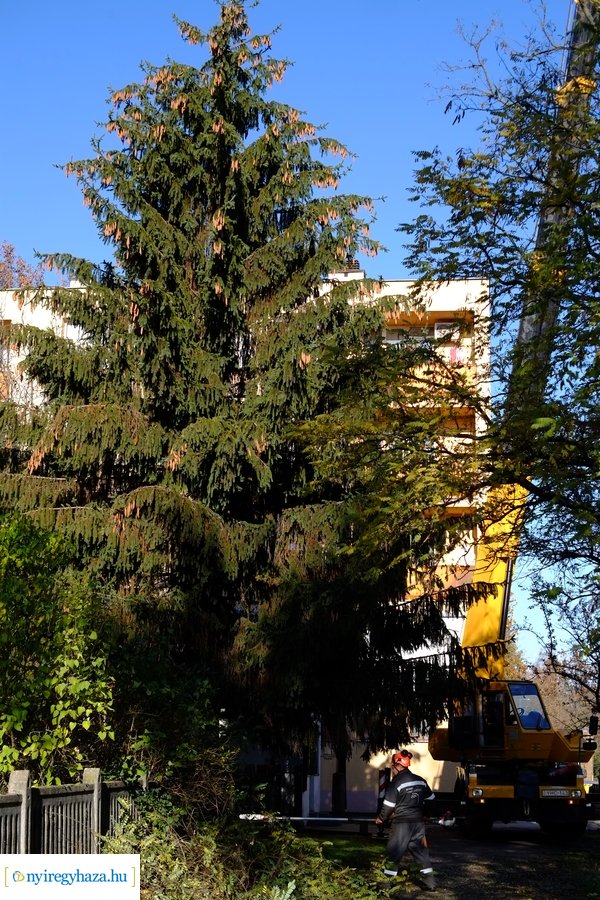 A karácsonyfa útja 2022