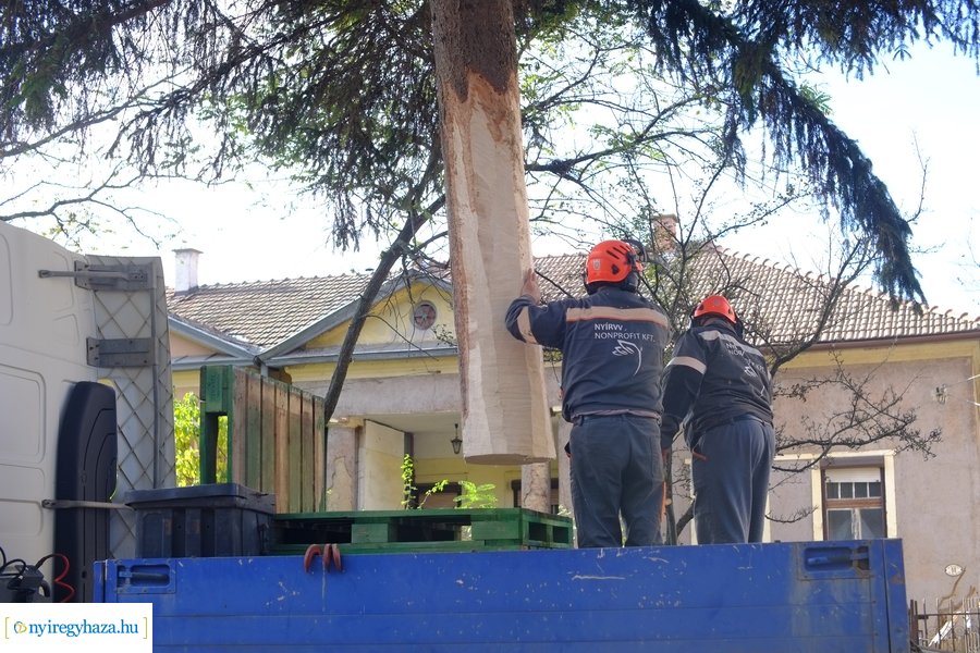 A karácsonyfa útja 2022