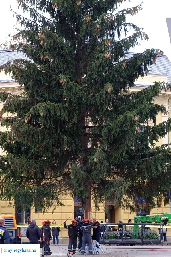 A karácsonyfa útja 2022