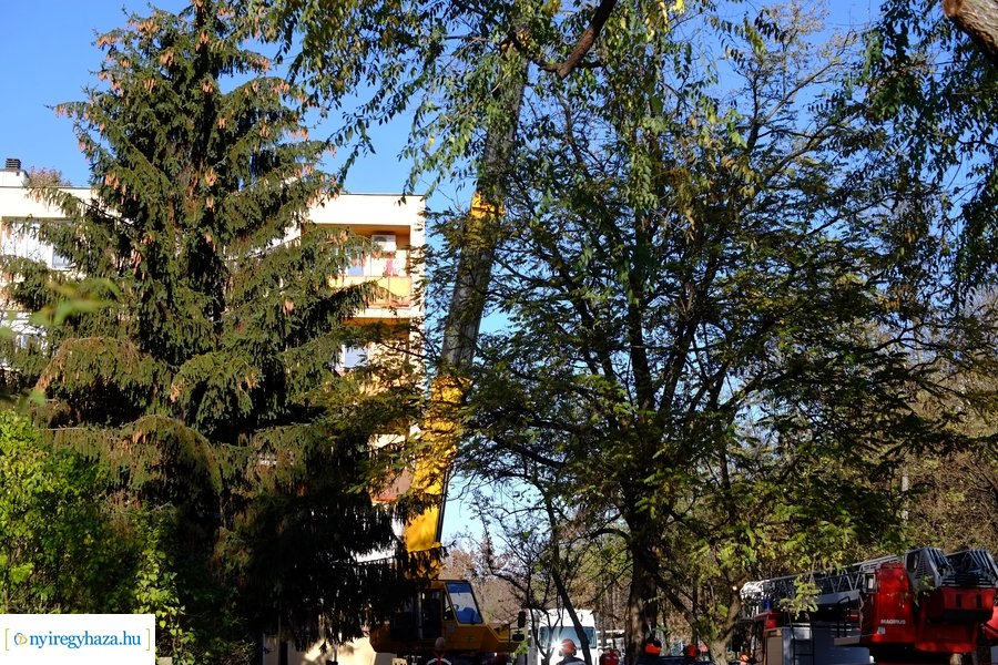 A karácsonyfa útja 2022