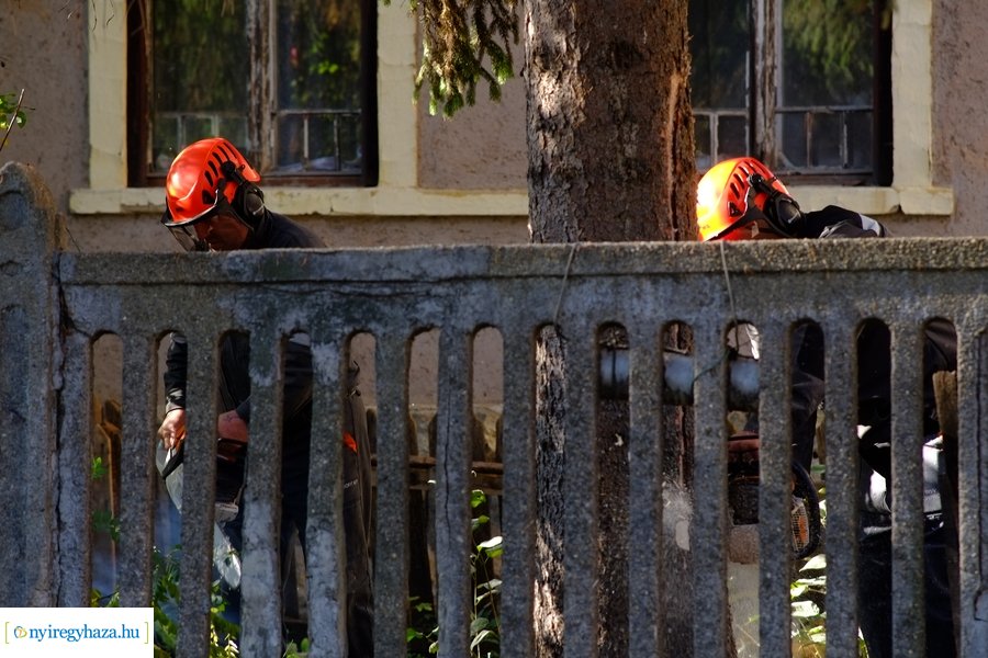 A karácsonyfa útja 2022