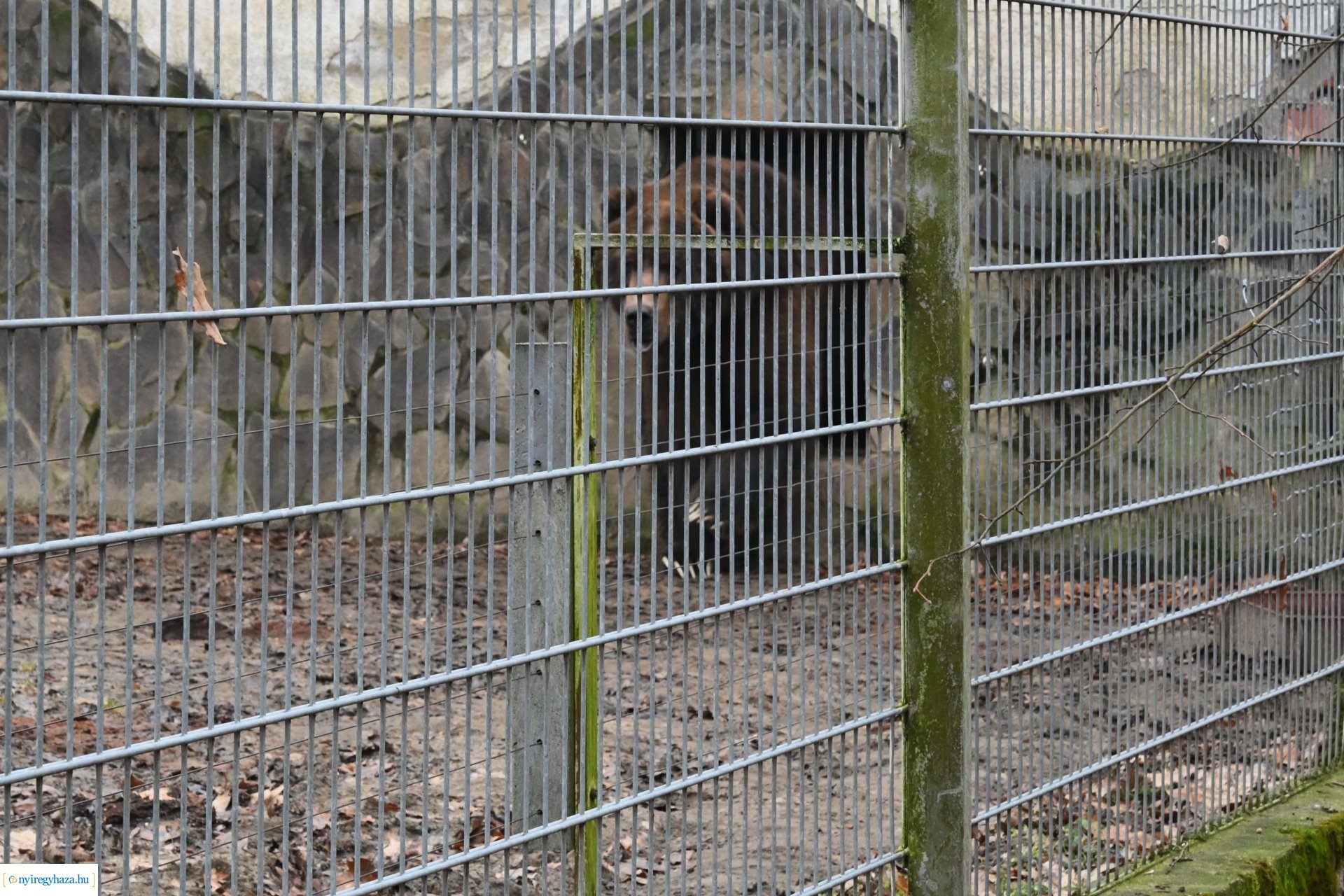 A medvék a tavasz közelségét jelzik a Nyíregyházi Állatparkban
