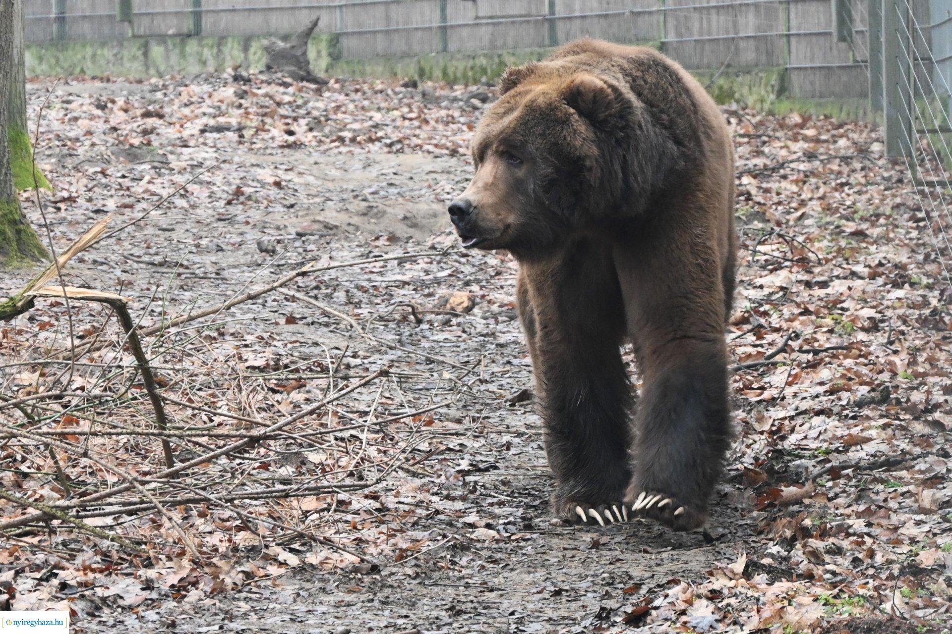 A medvék a tavasz közelségét jelzik a Nyíregyházi Állatparkban