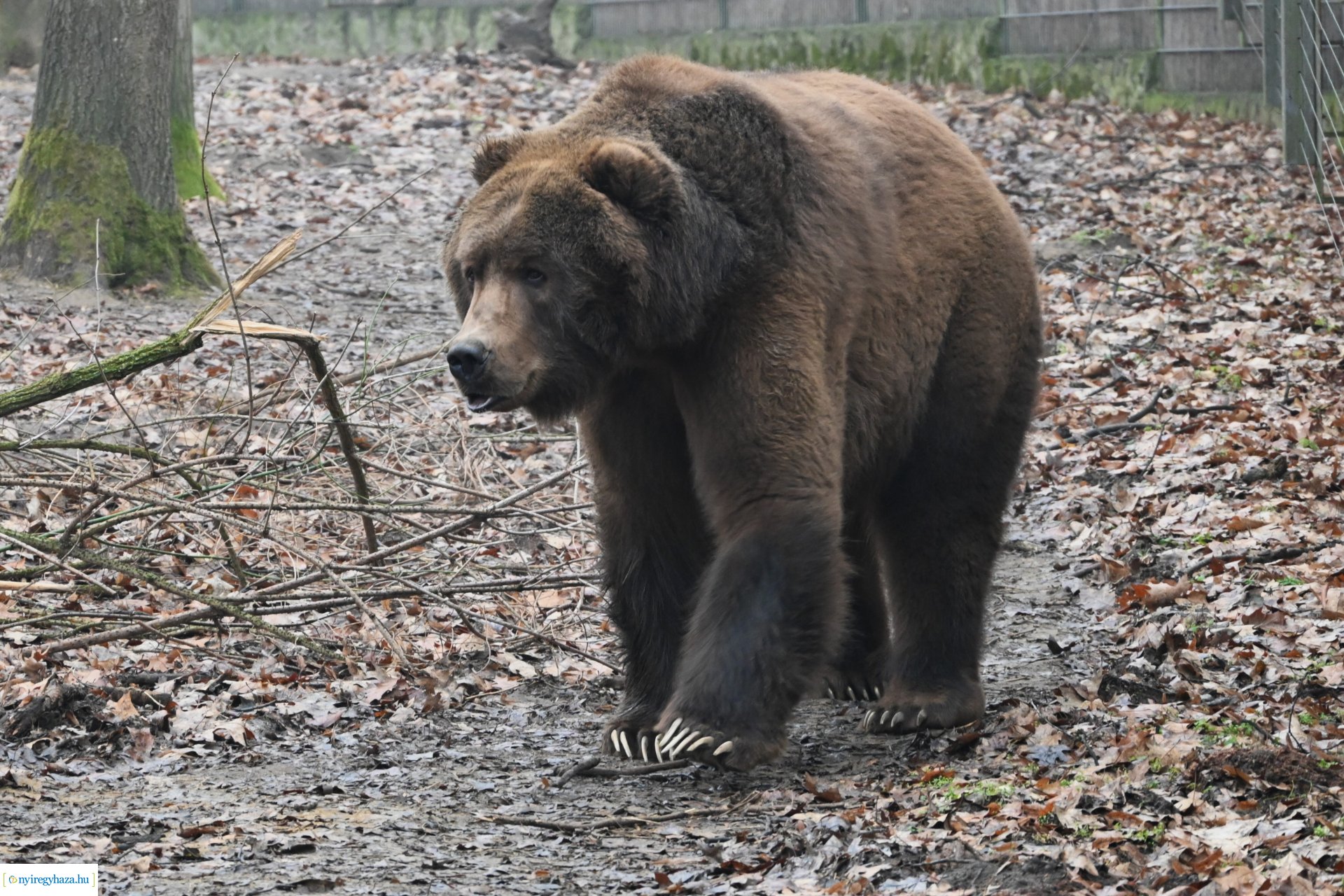 A medvék a tavasz közelségét jelzik a Nyíregyházi Állatparkban