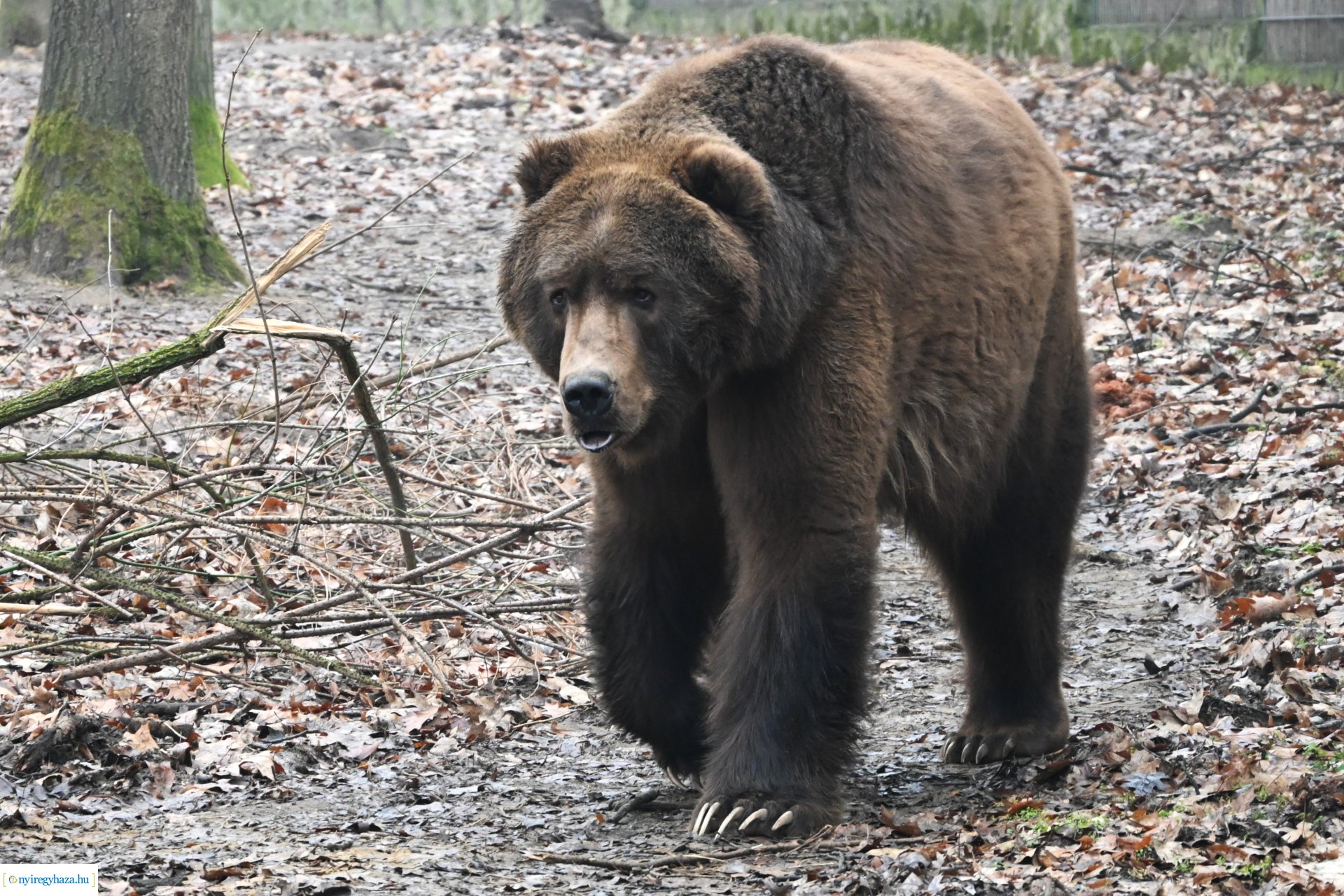 A medvék a tavasz közelségét jelzik a Nyíregyházi Állatparkban