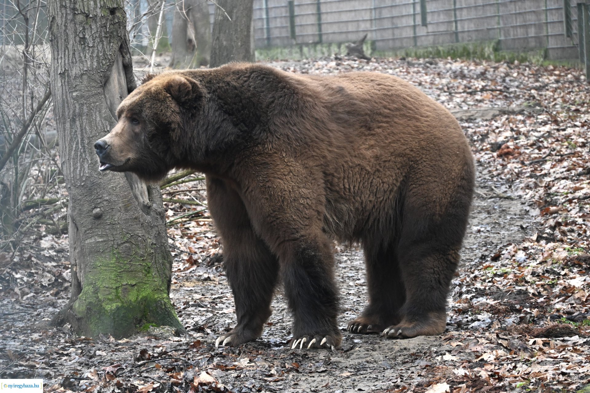 A medvék a tavasz közelségét jelzik a Nyíregyházi Állatparkban