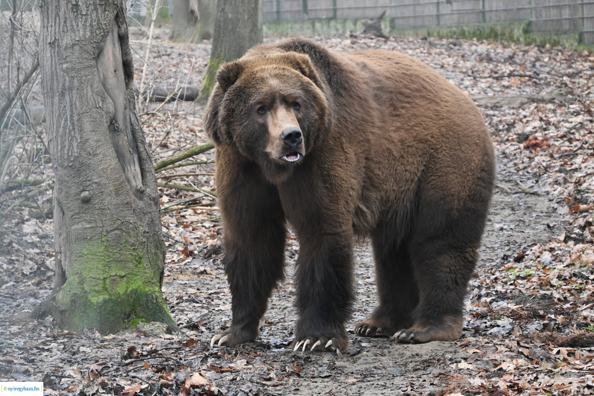 A medvék a tavasz közelségét jelzik a Nyíregyházi Állatparkban