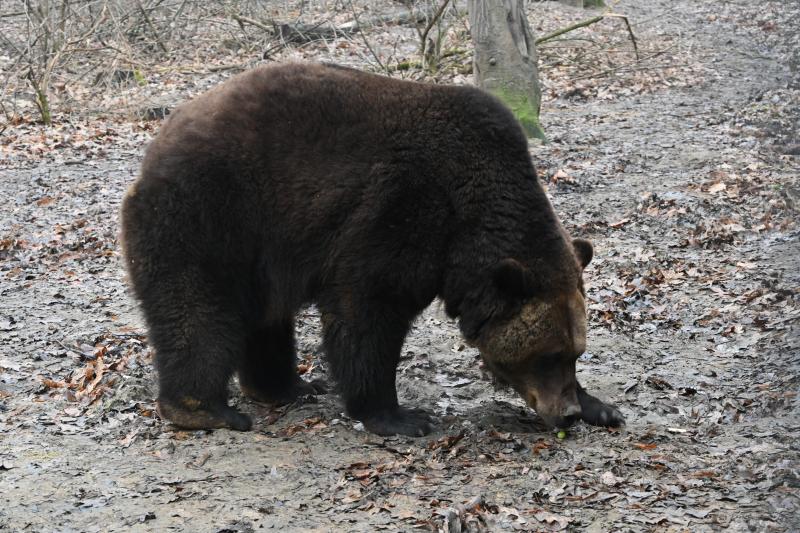 A medvék a tavasz közelségét jelzik a Nyíregyházi Állatparkban