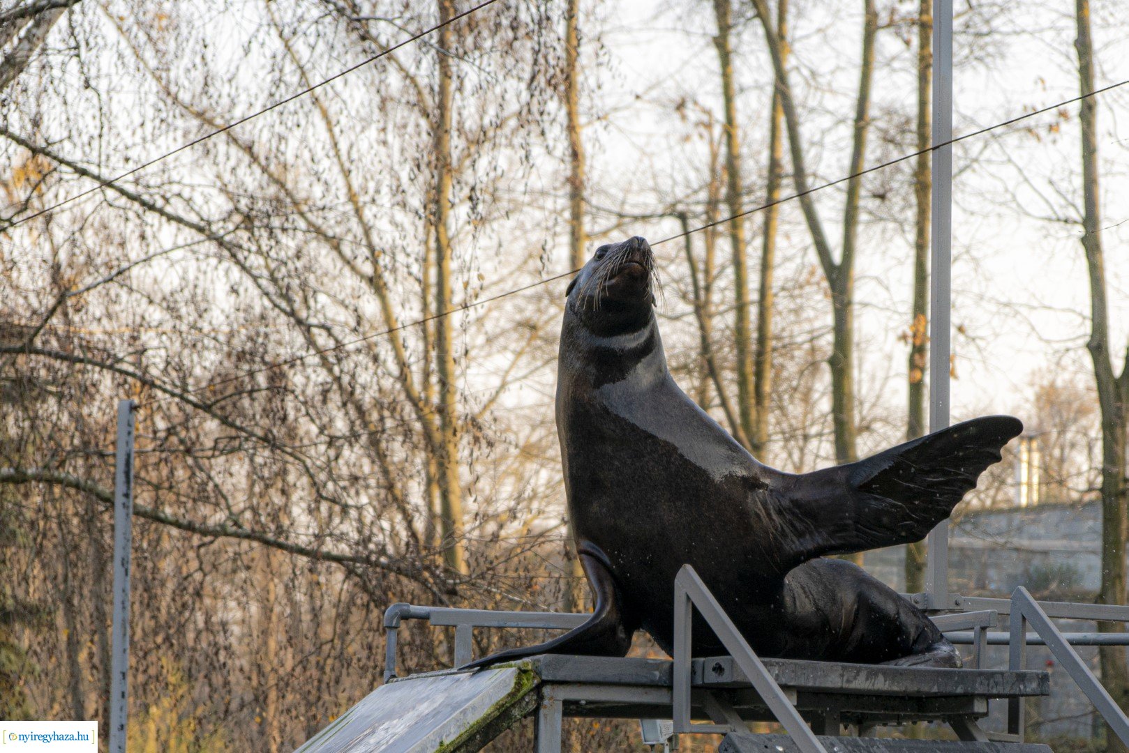  A nagy Mikulás kaland a Nyíregyházi Állatparkban