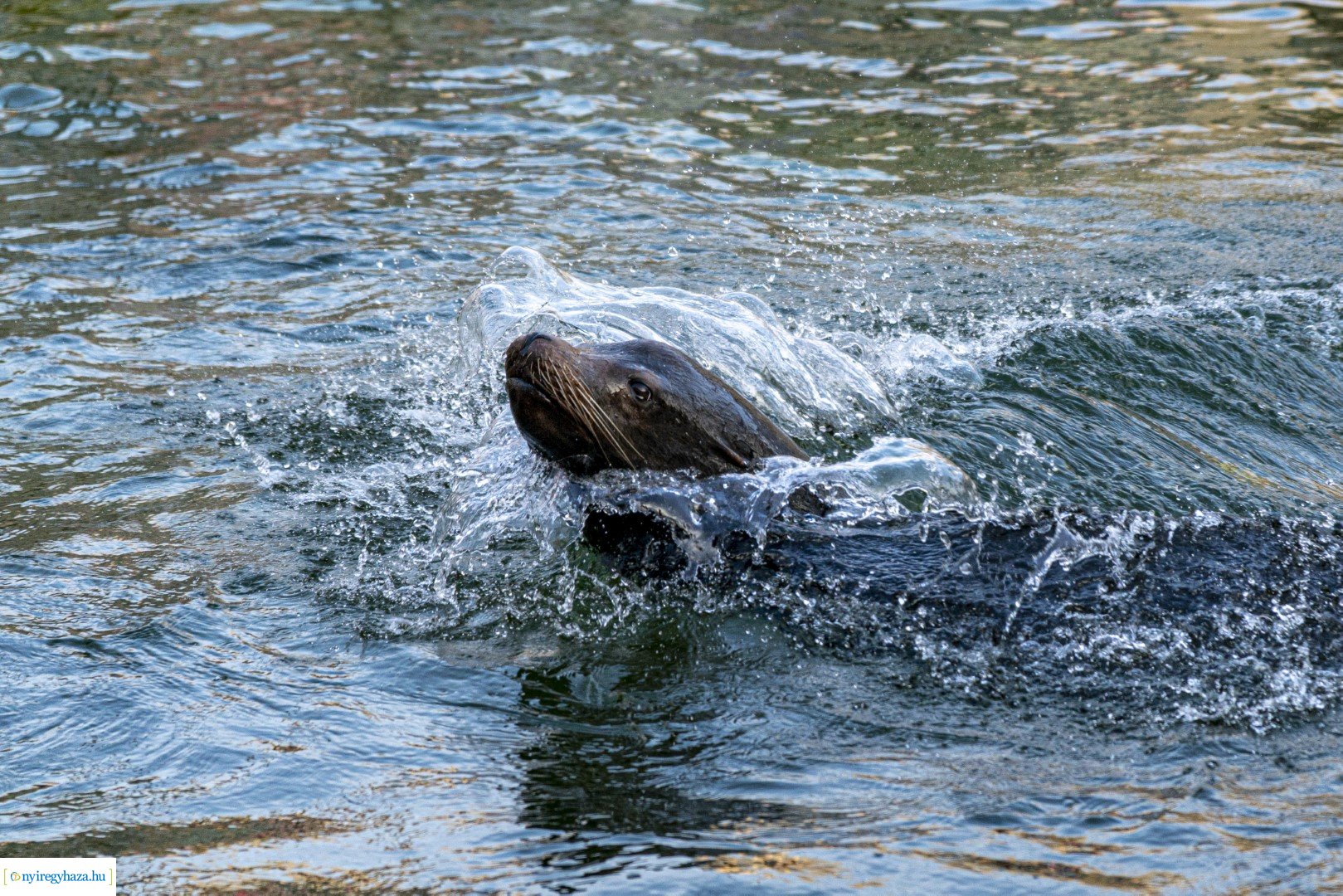  A nagy Mikulás kaland a Nyíregyházi Állatparkban