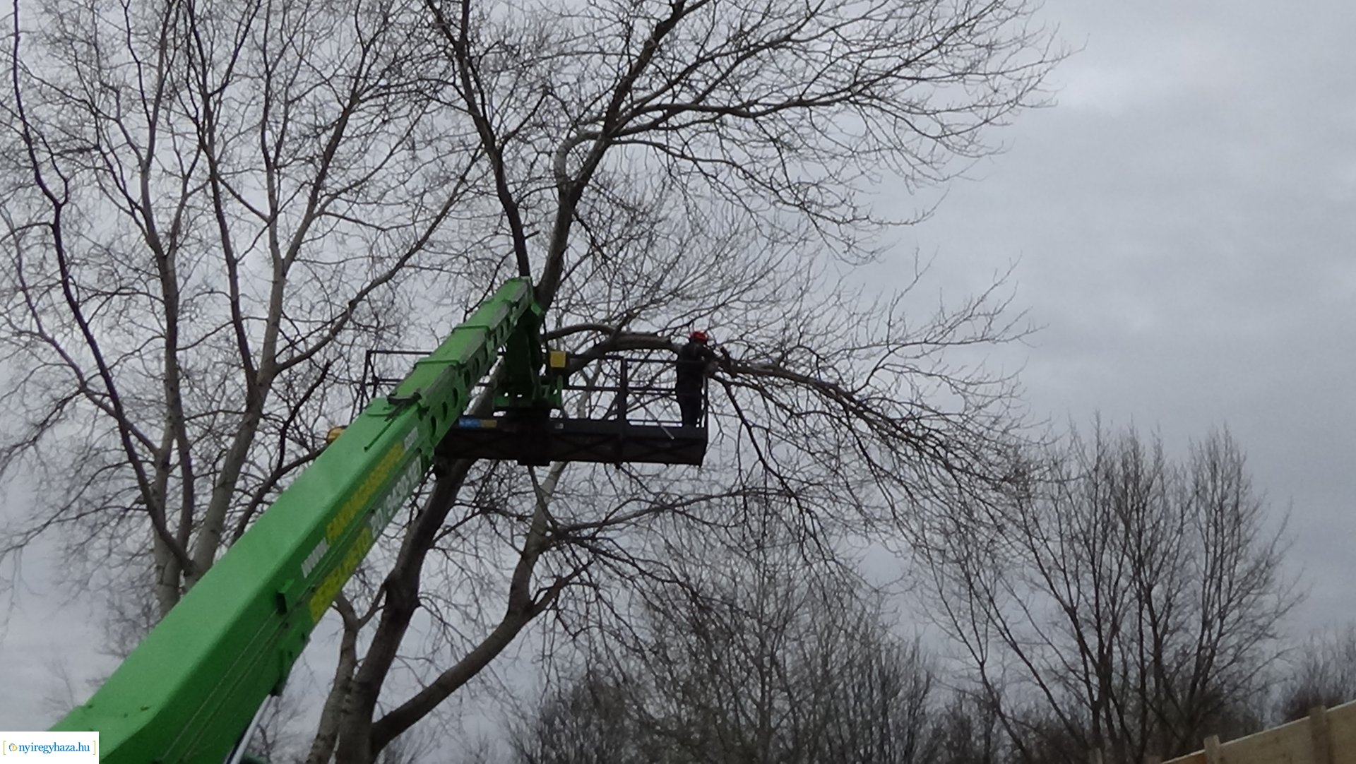 A Szegfű utcán favágási munkálatokat végez a NYÍRVV