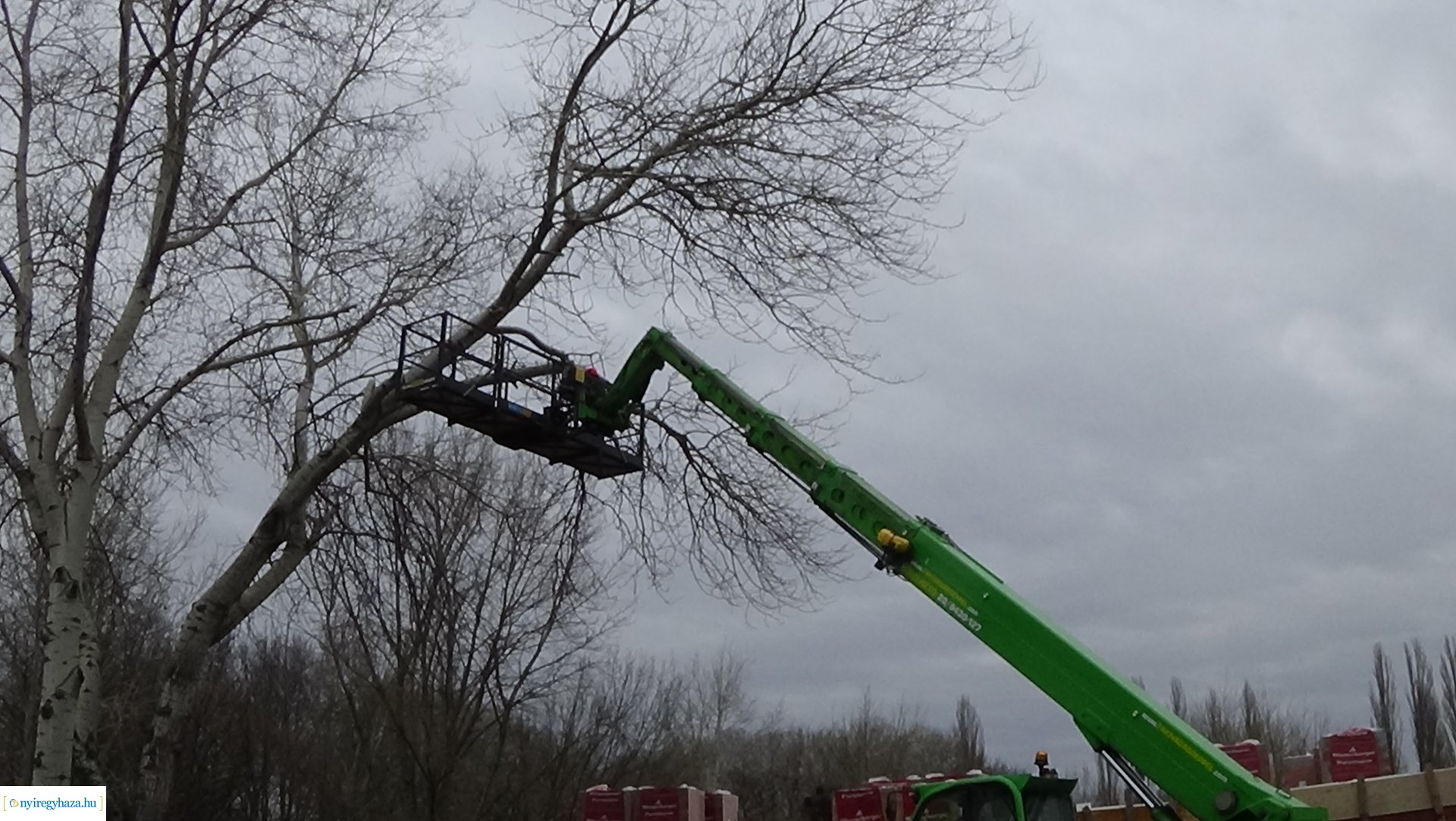 A Szegfű utcán favágási munkálatokat végez a NYÍRVV