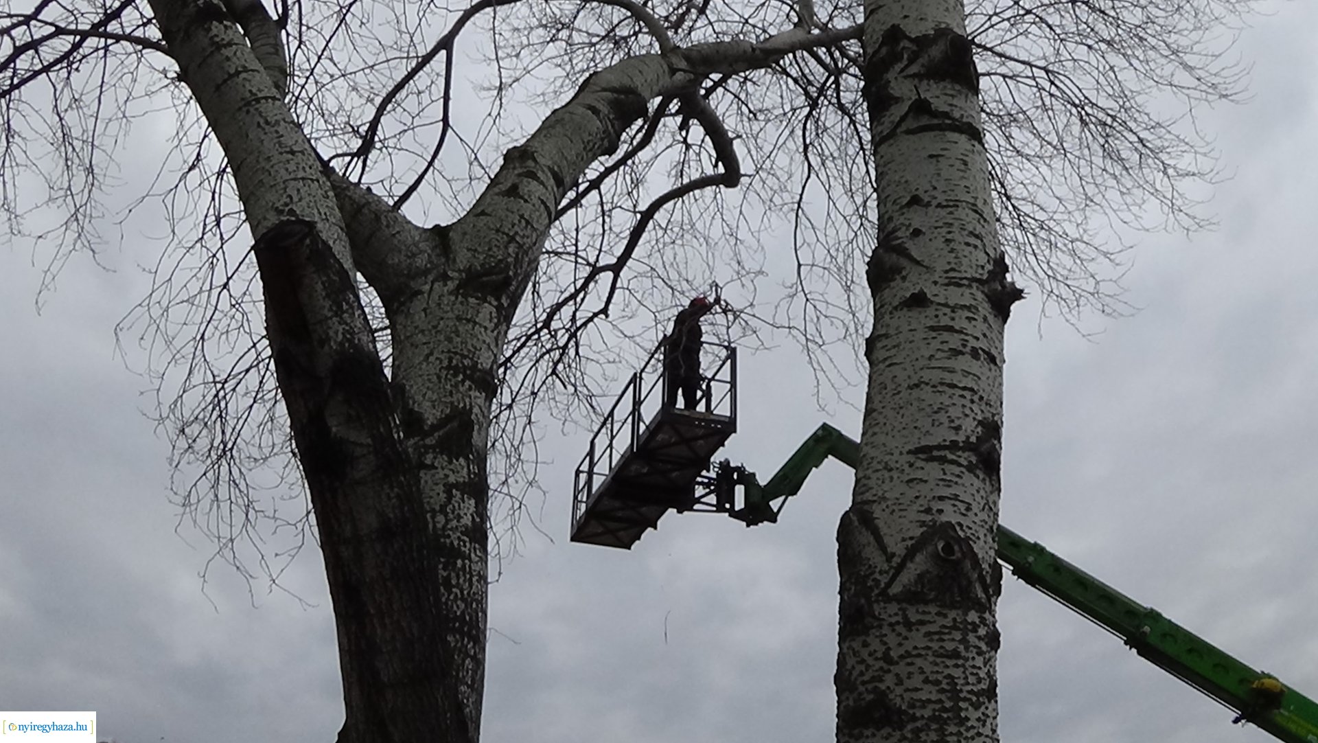 A Szegfű utcán favágási munkálatokat végez a NYÍRVV