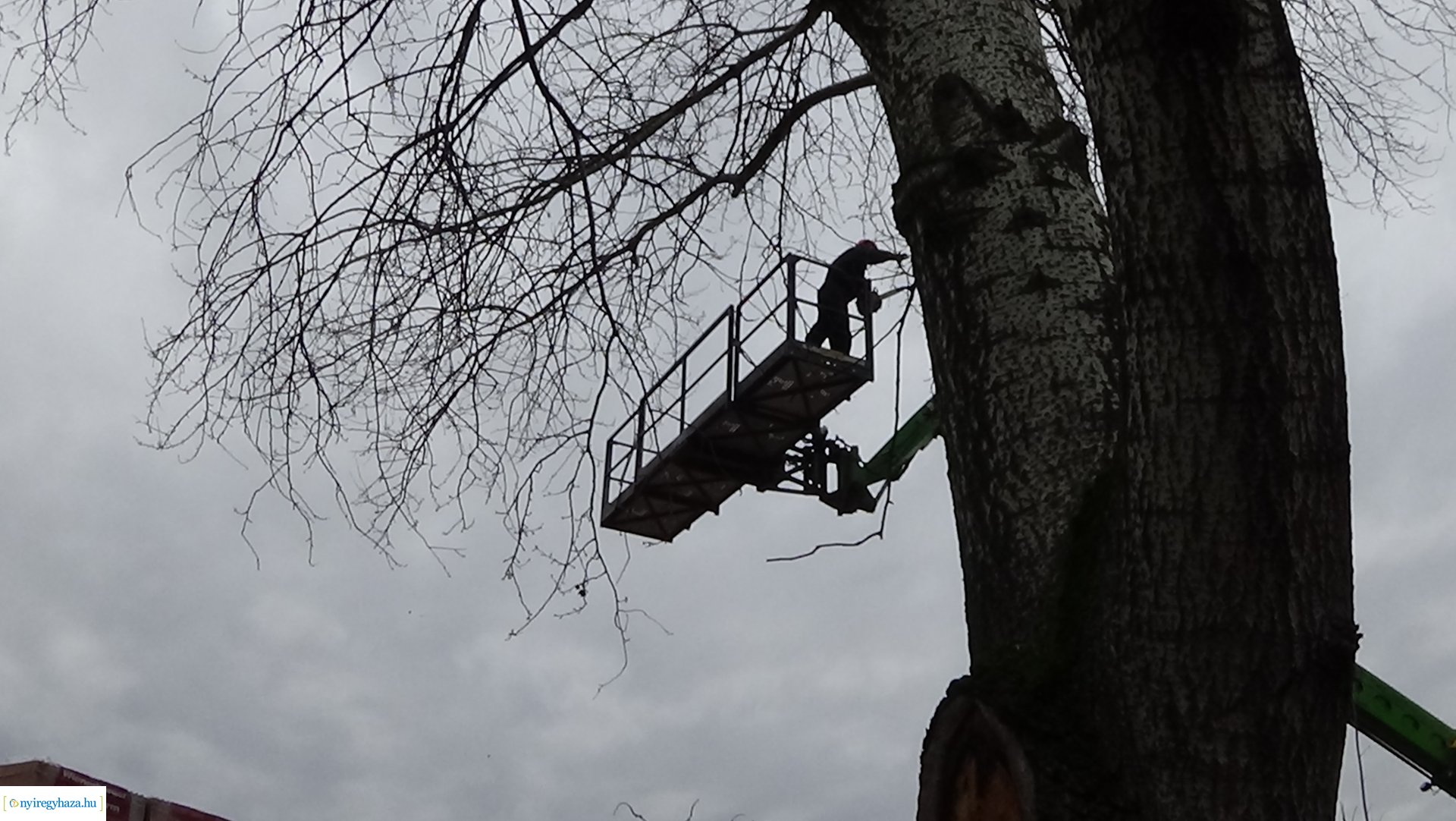 A Szegfű utcán favágási munkálatokat végez a NYÍRVV