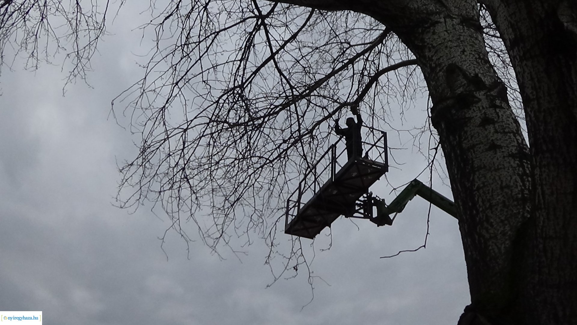 A Szegfű utcán favágási munkálatokat végez a NYÍRVV