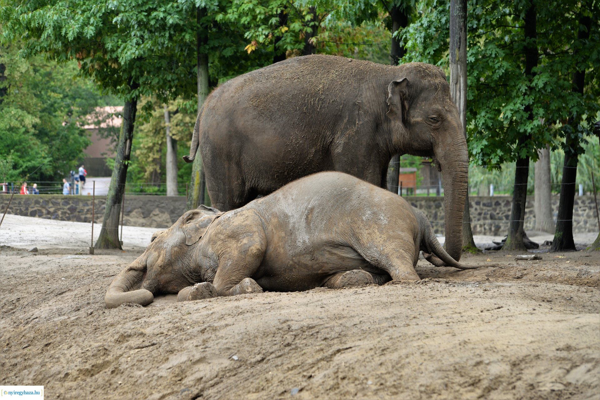 A szociális és egészségügyi ágazatban dolgozók családi napja