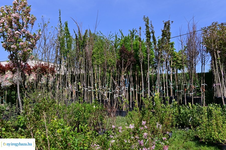 A szomszéd fűje mindig zöldebb akció 2024