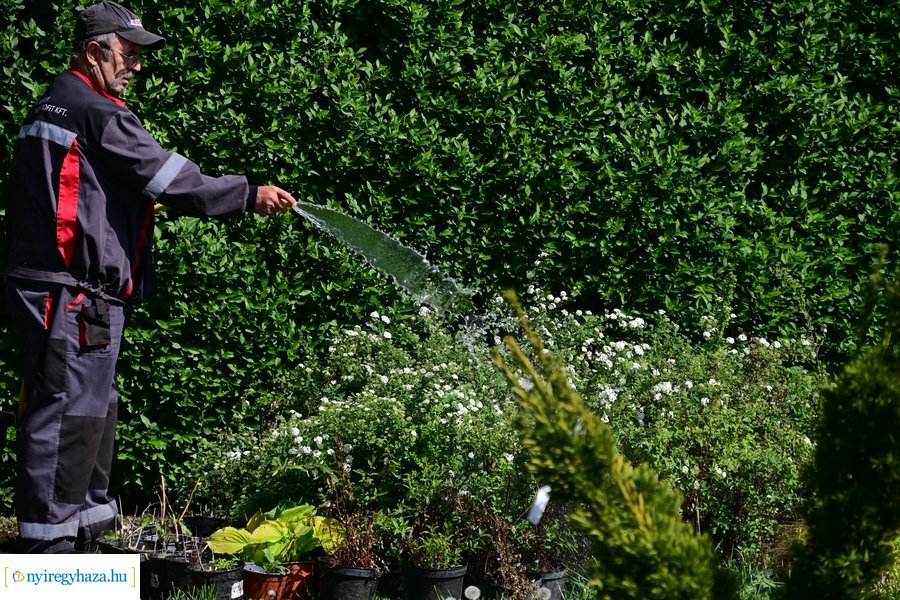 A szomszéd fűje mindig zöldebb akció 2024