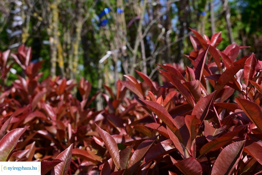 A szomszéd fűje mindig zöldebb akció 2024