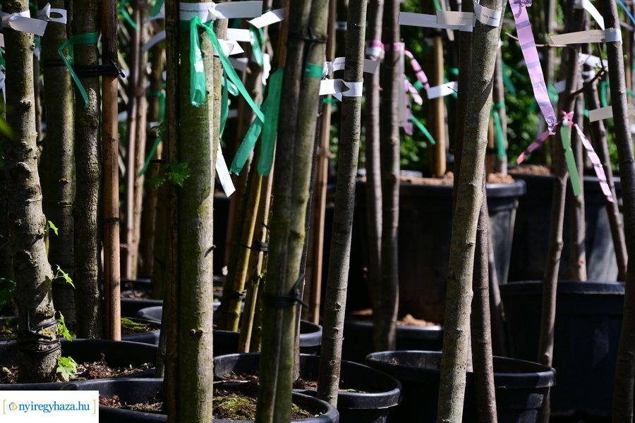 A szomszéd fűje mindig zöldebb akció 2024