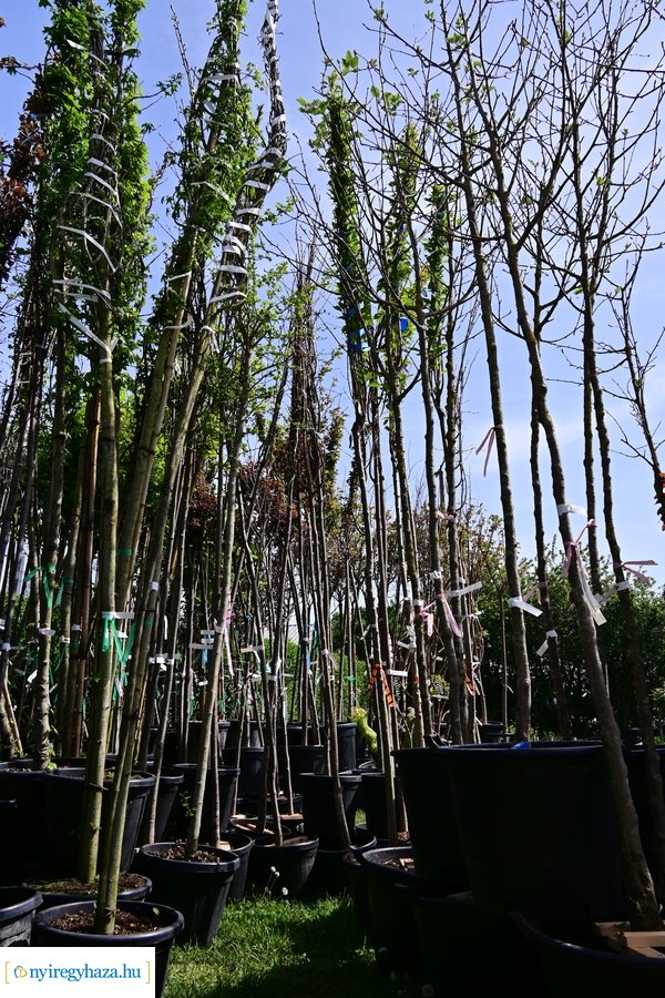 A szomszéd fűje mindig zöldebb akció 2024