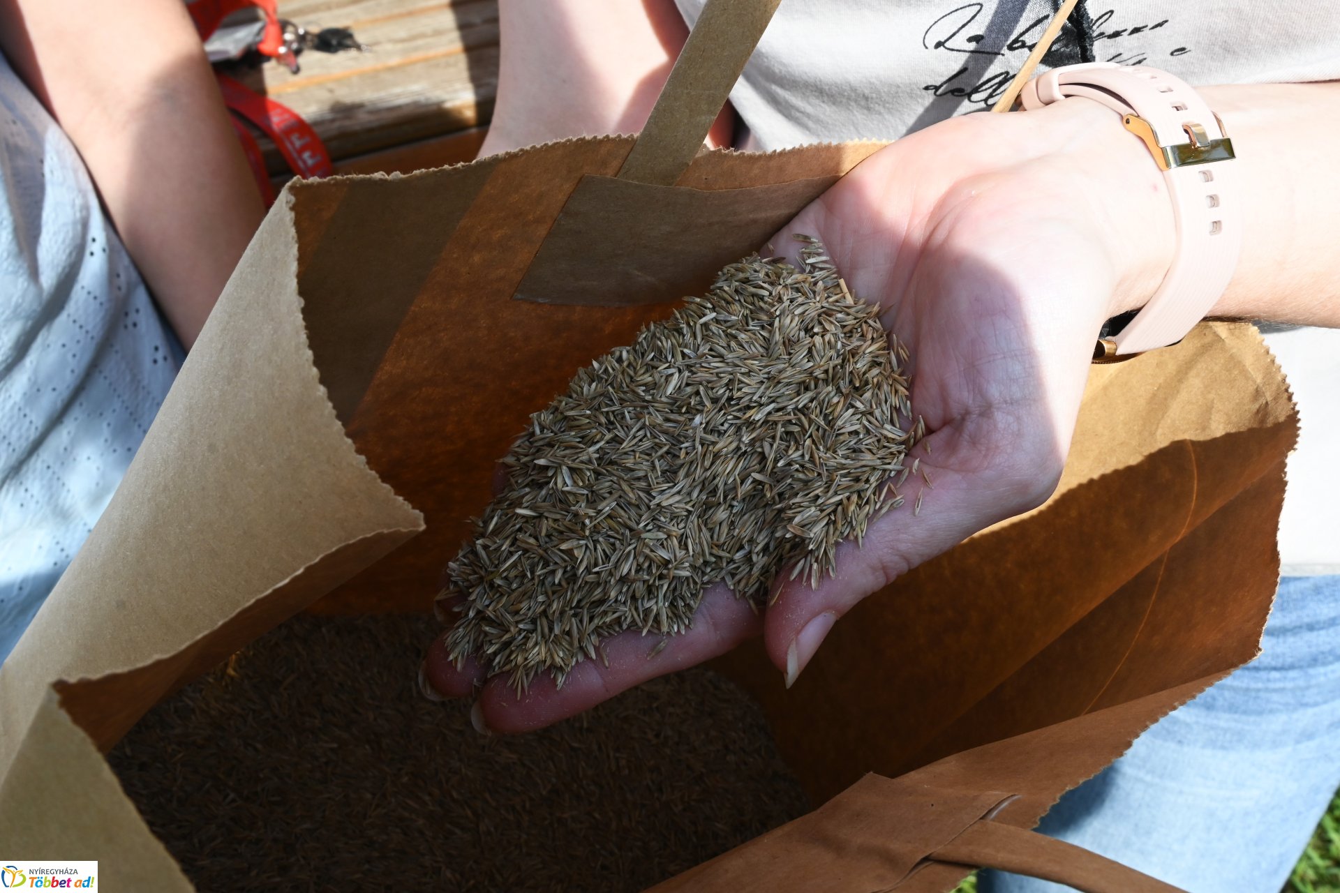 A szomszéd fűje mindig zöldebb - fűmagvak átadása a NYÍRVV-nél