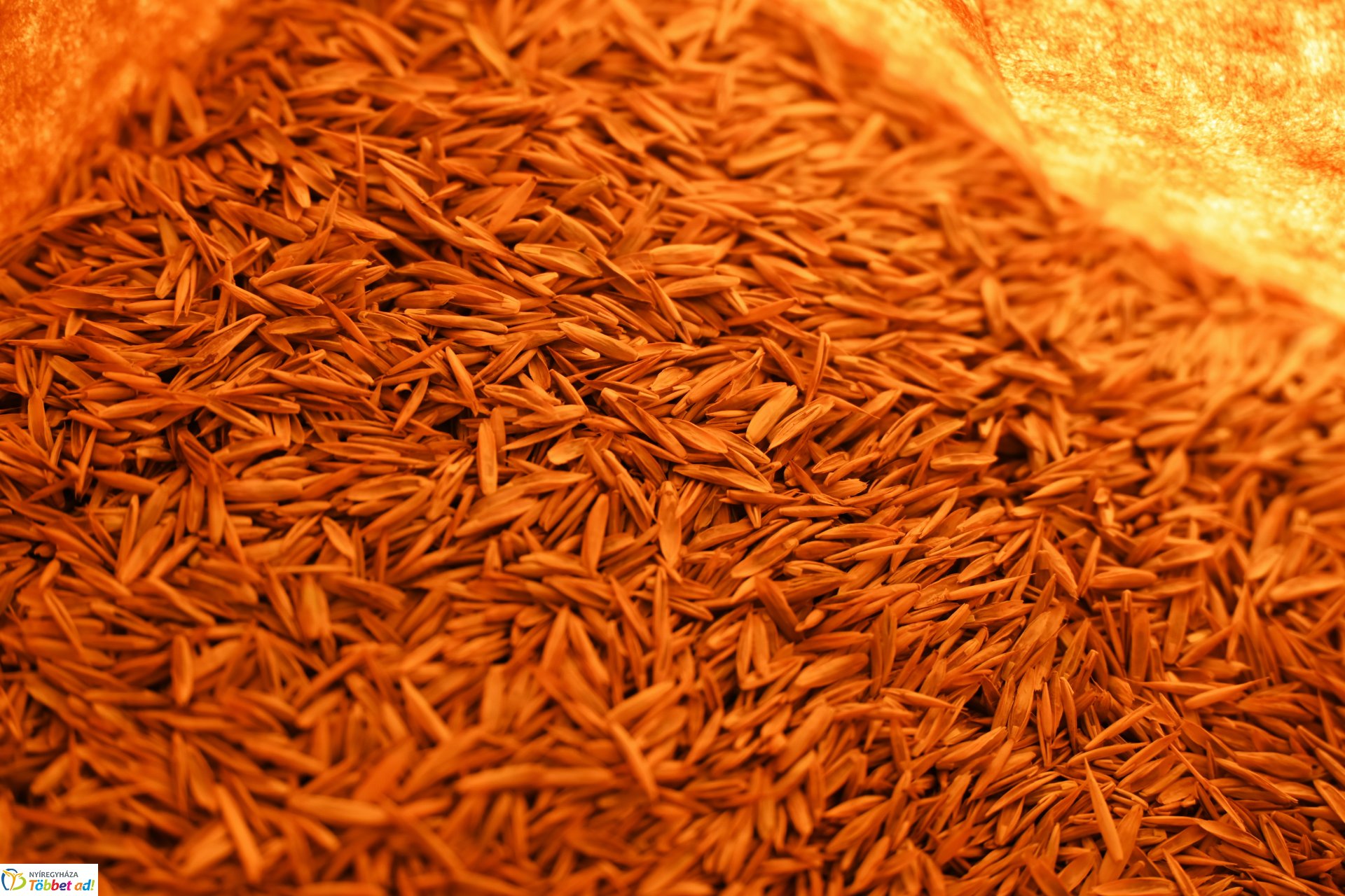 A szomszéd fűje mindig zöldebb - fűmagvak átadása a NYÍRVV-nél